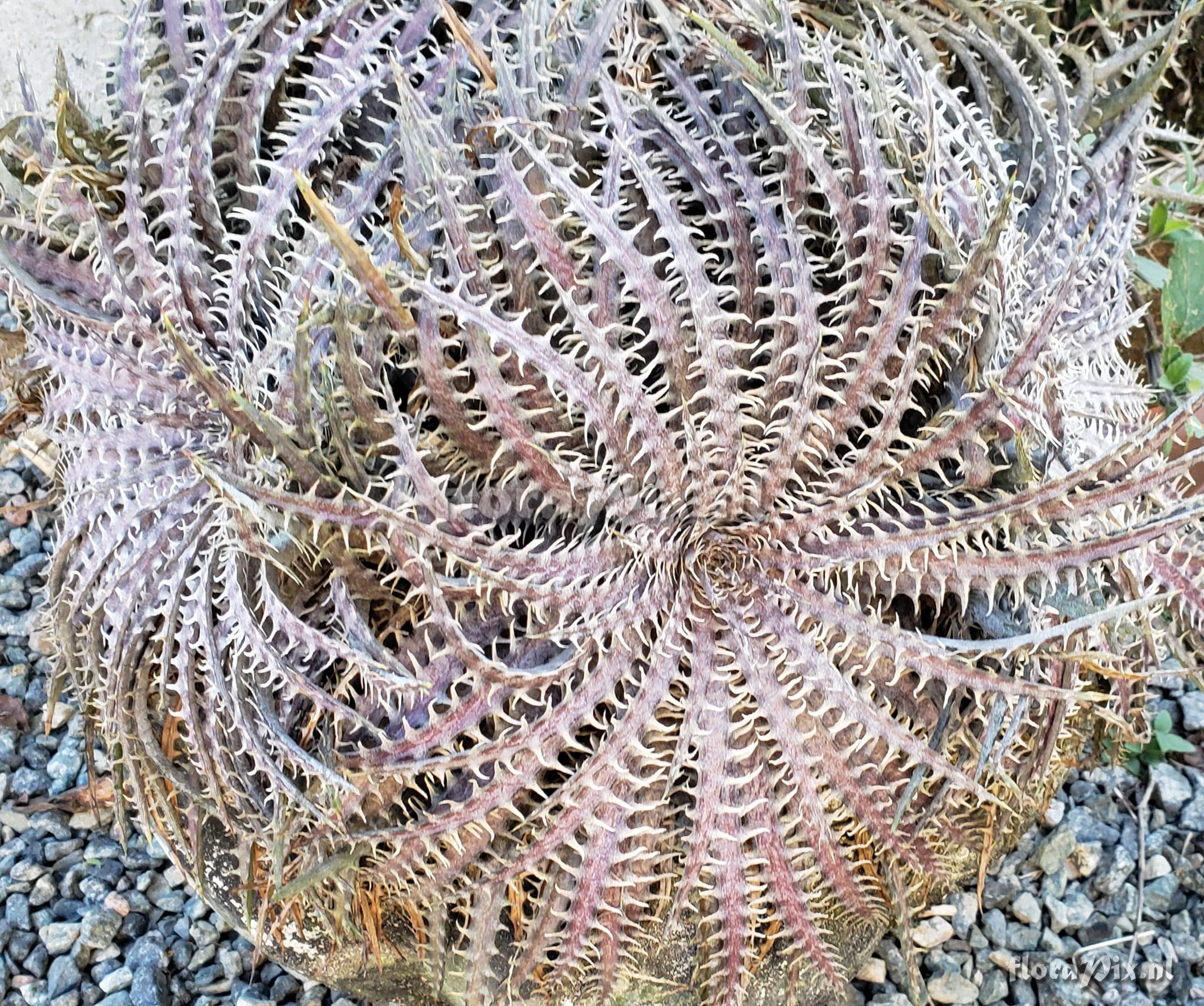 Dyckia pseudodelicata