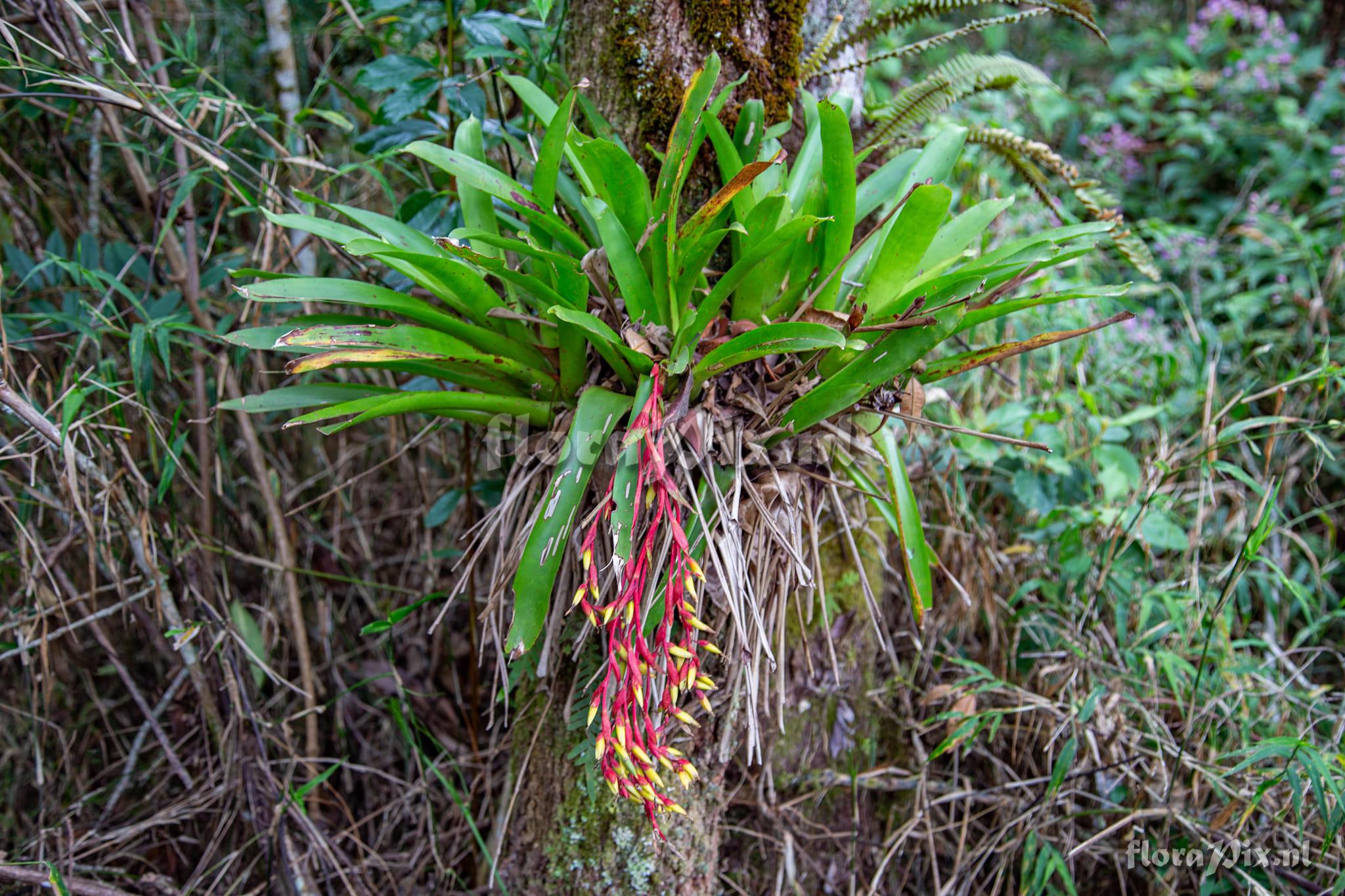 Vriesea billbergioides