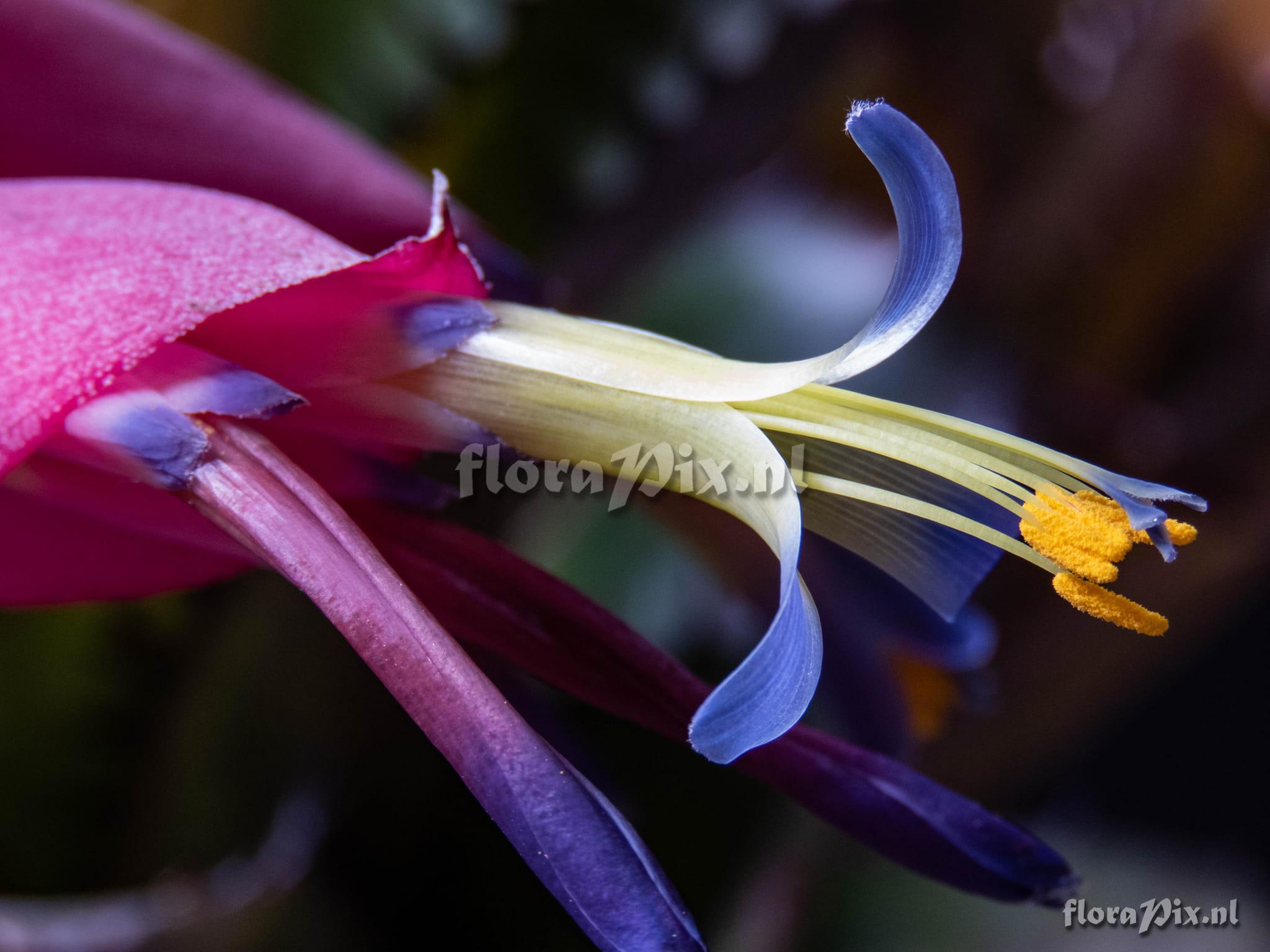 Billbergia sanderiana