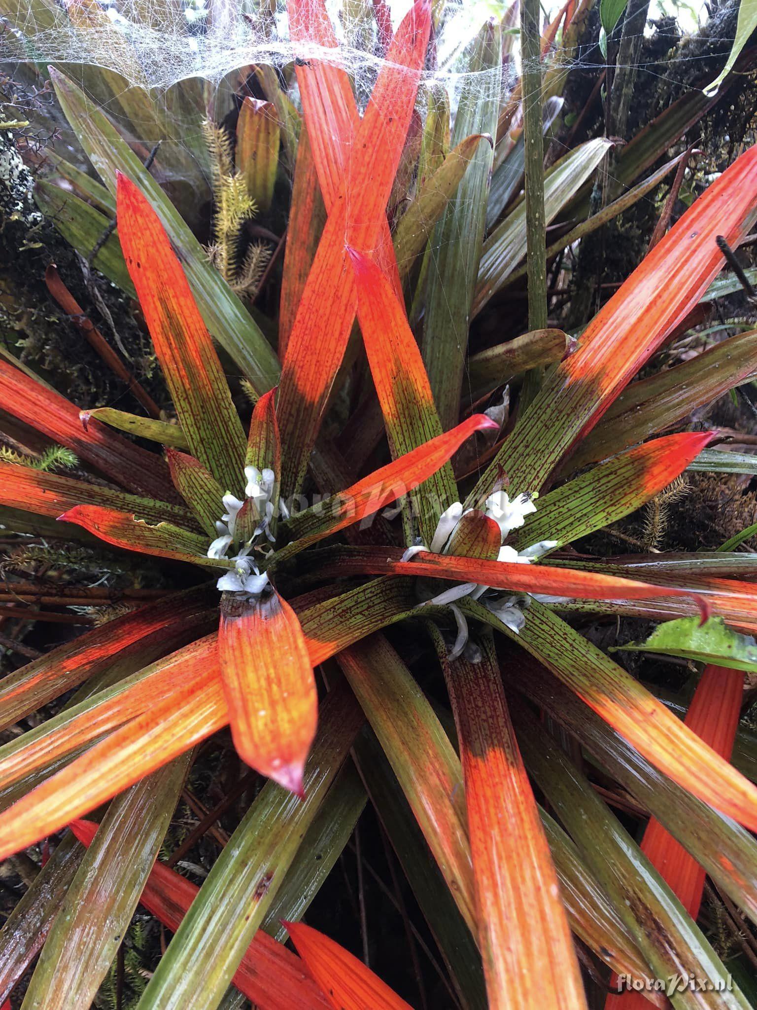 Guzmania nidularioides