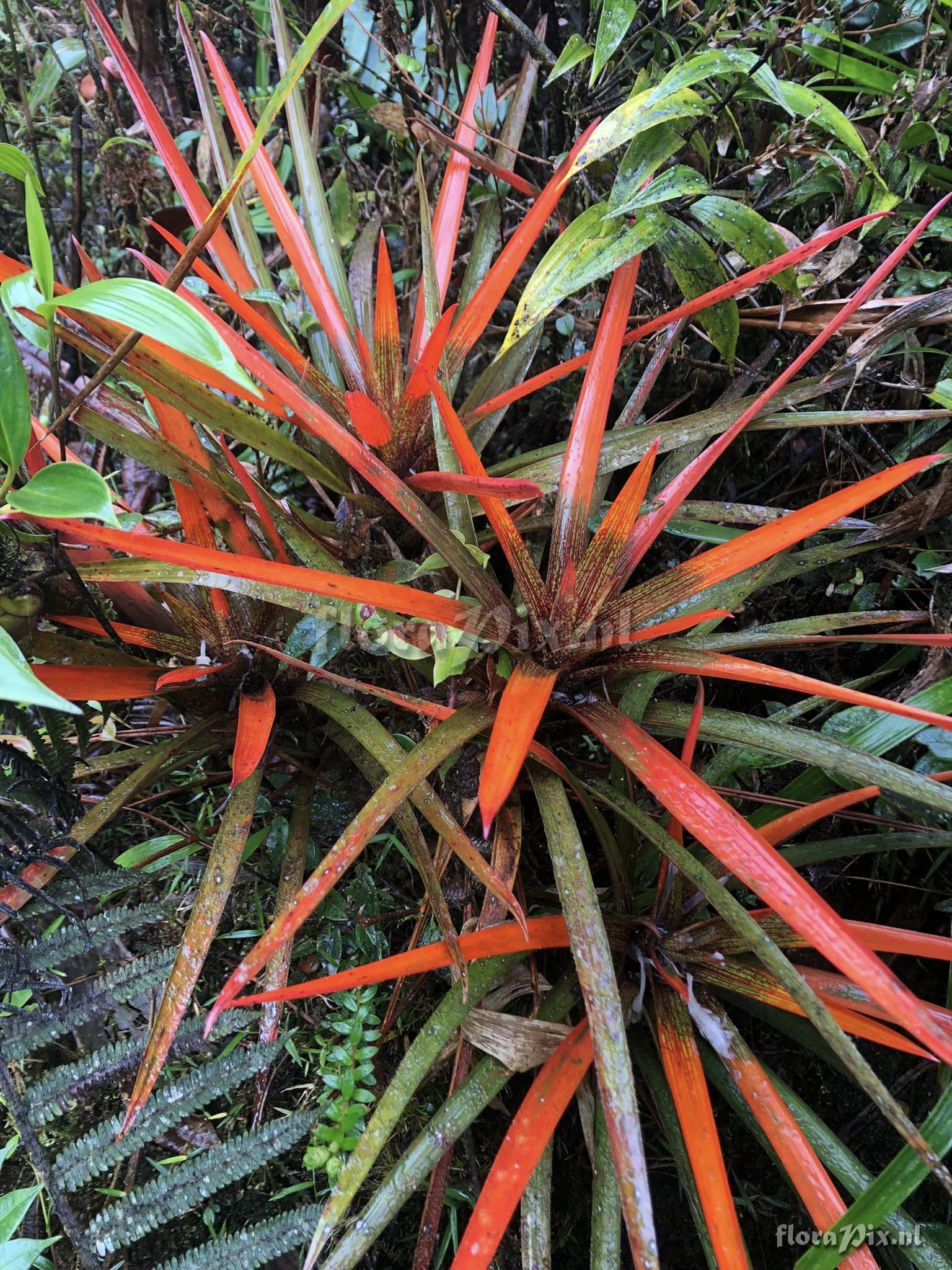 Guzmania nidularioides