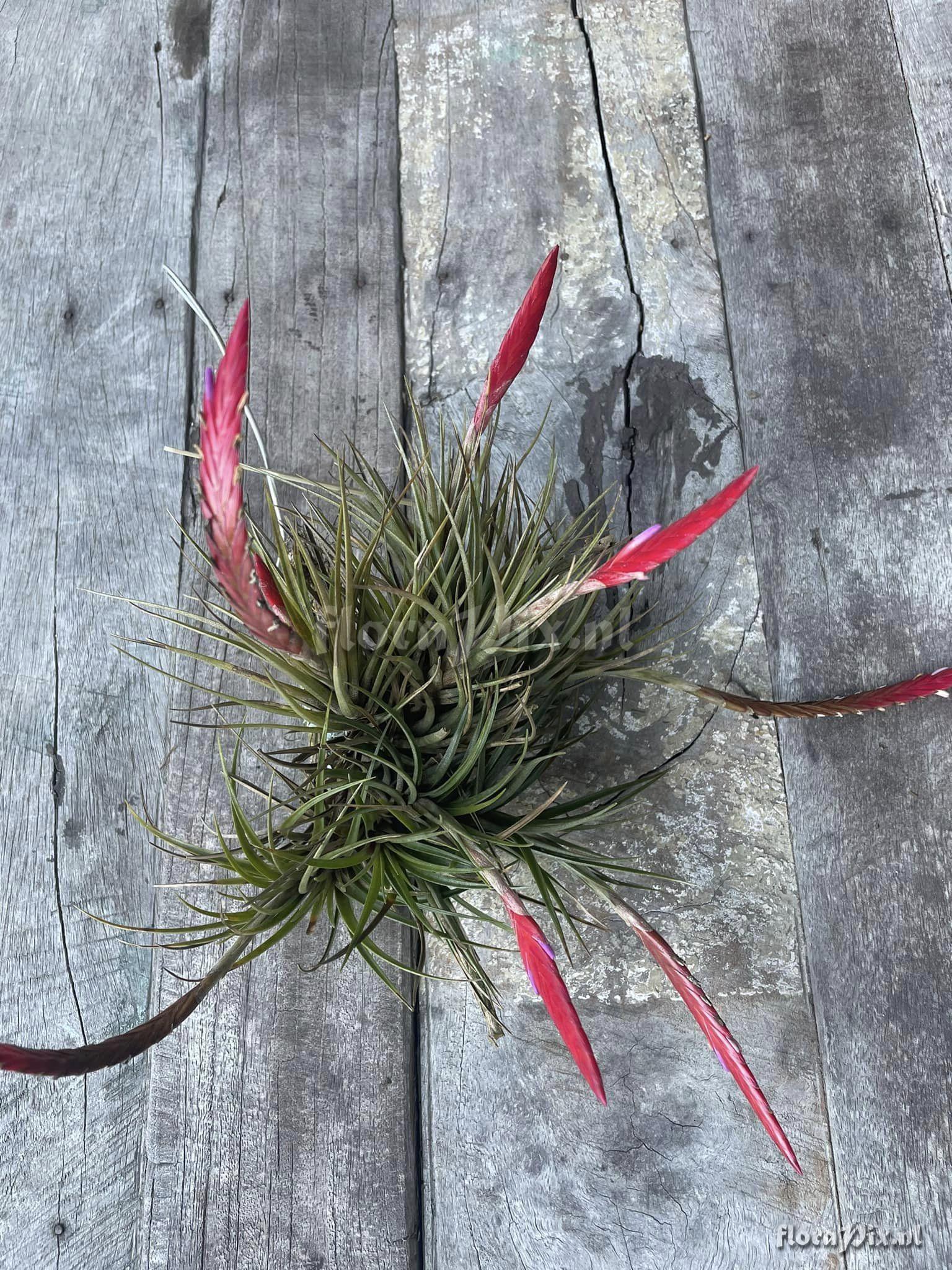 Tillandsia dura