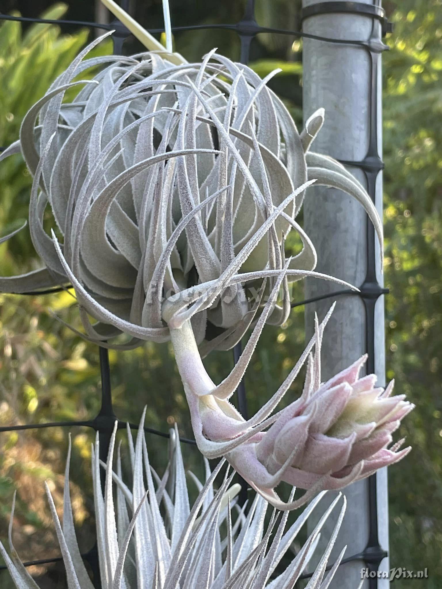 Tillandsia gardneri var. rupicola