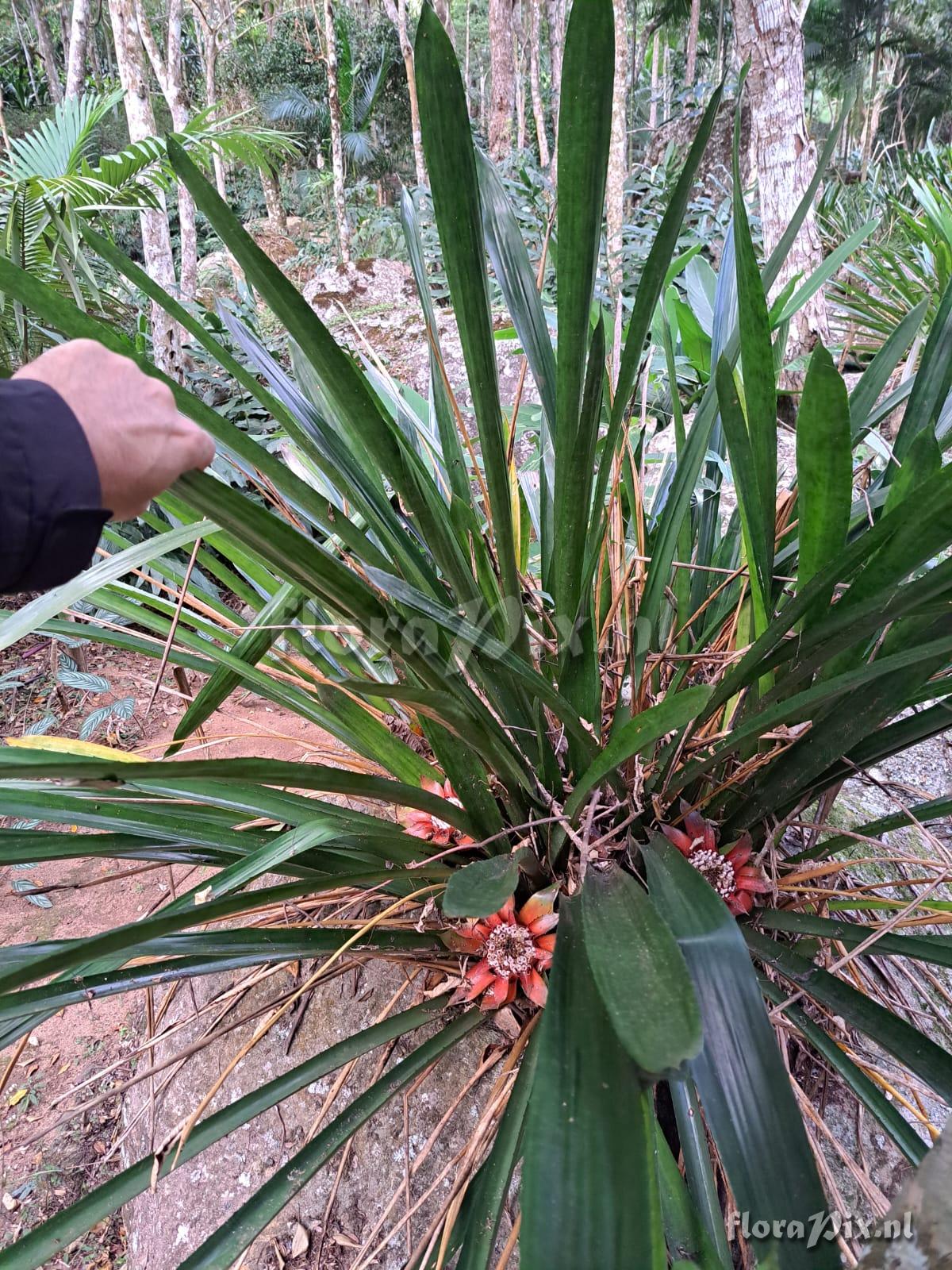 Wittrockia gigantea