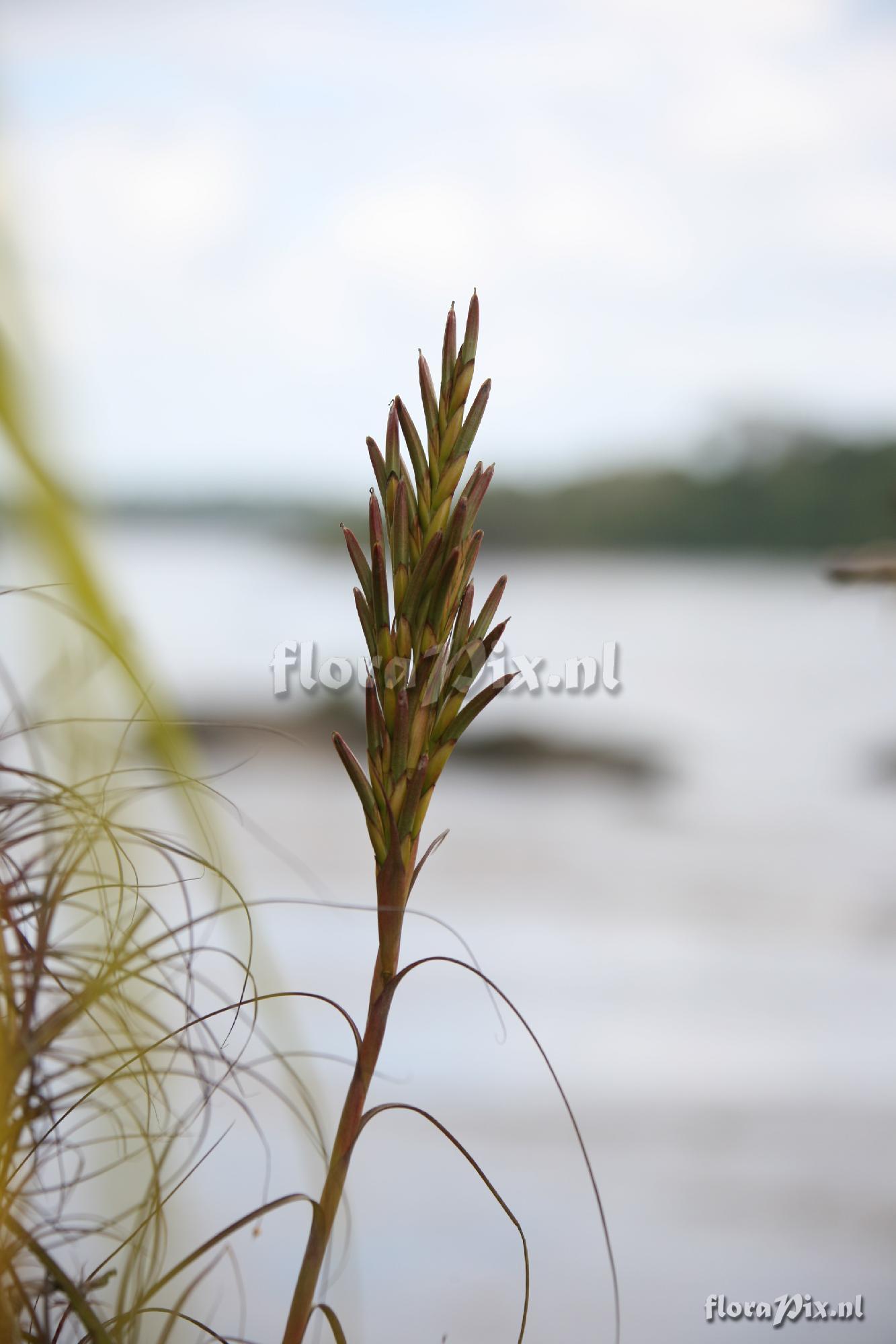 Tillandsia balbisiana