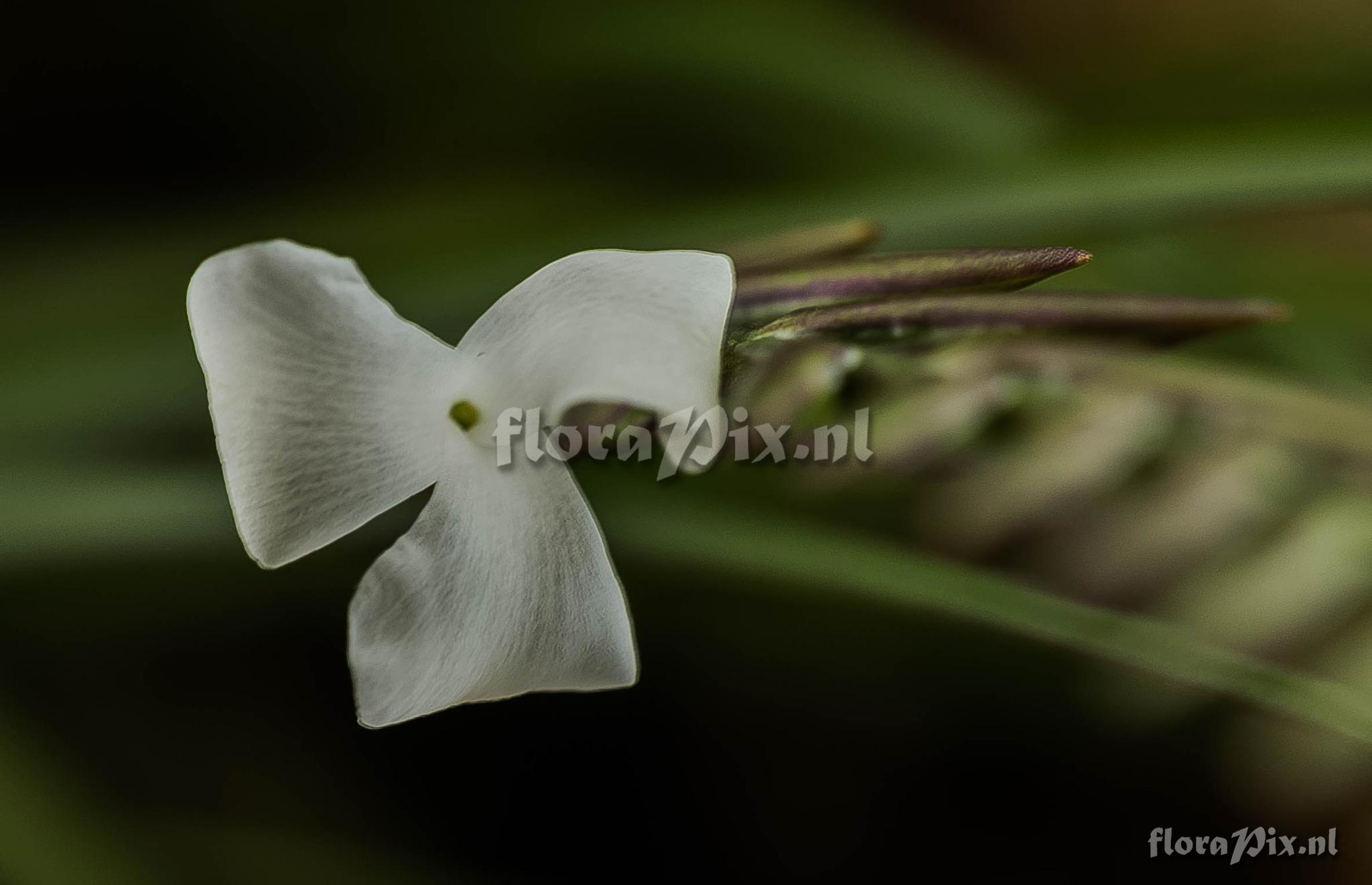 Lemeltonia narthecioides