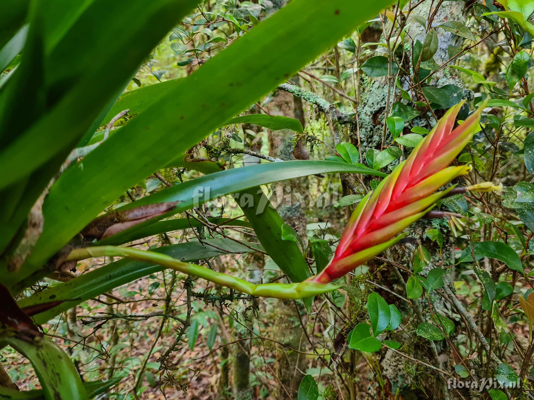 Vriesea paraibica