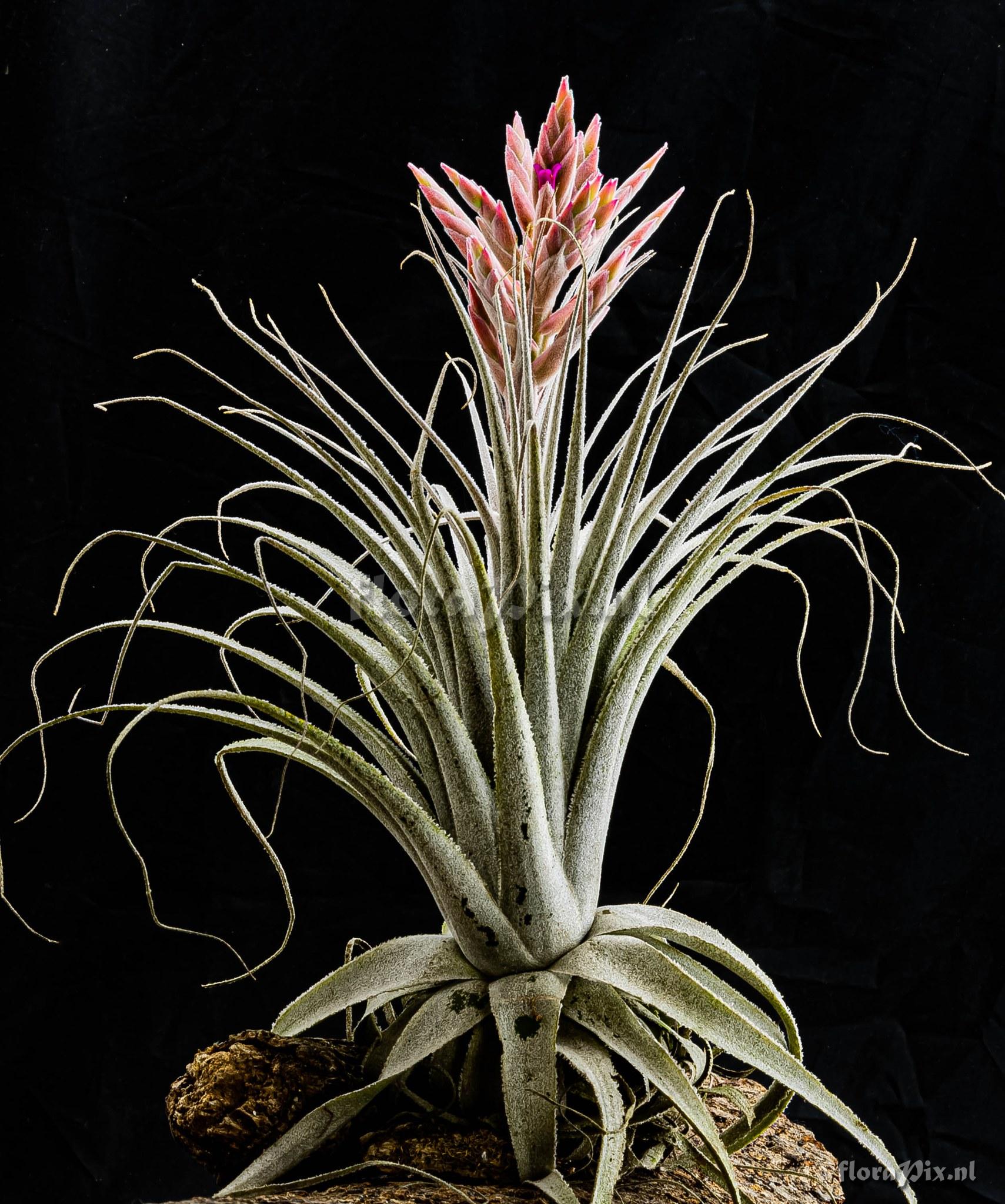 Tillandsia chapeuensis