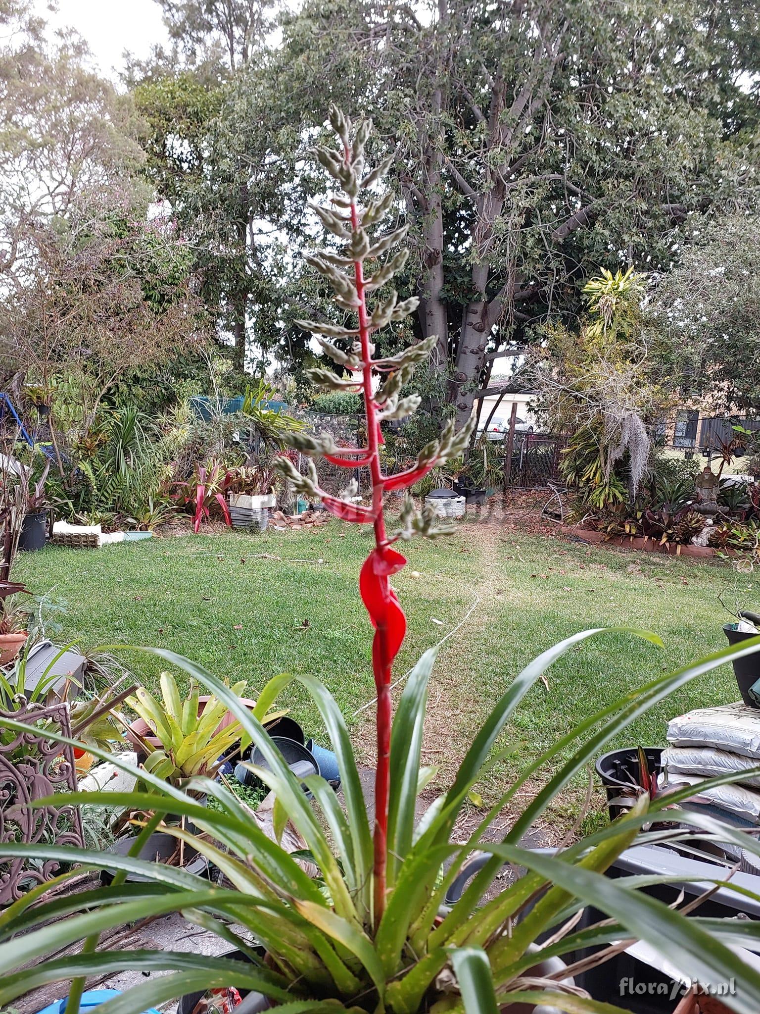 Aechmea araneosa