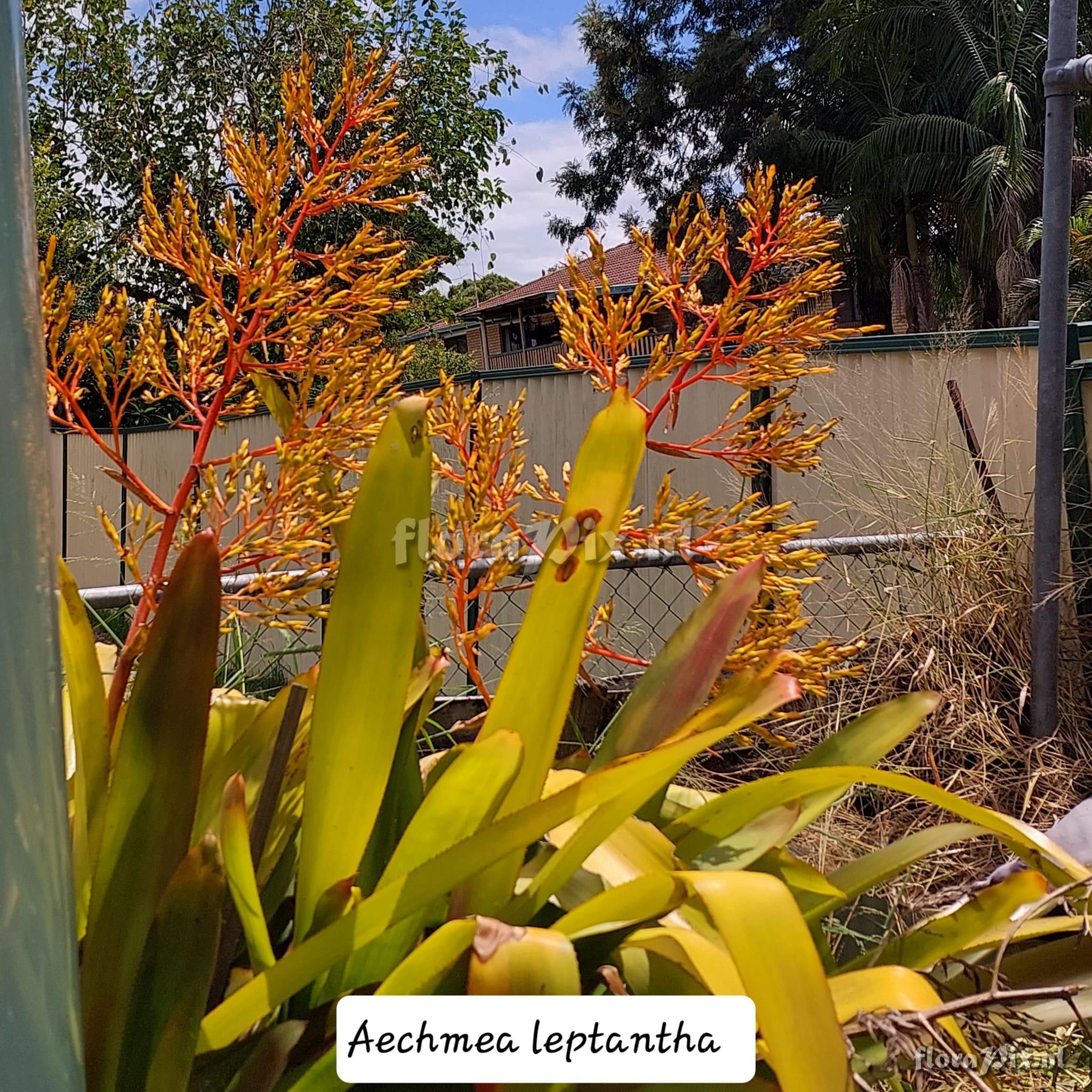 Aechmea leptantha