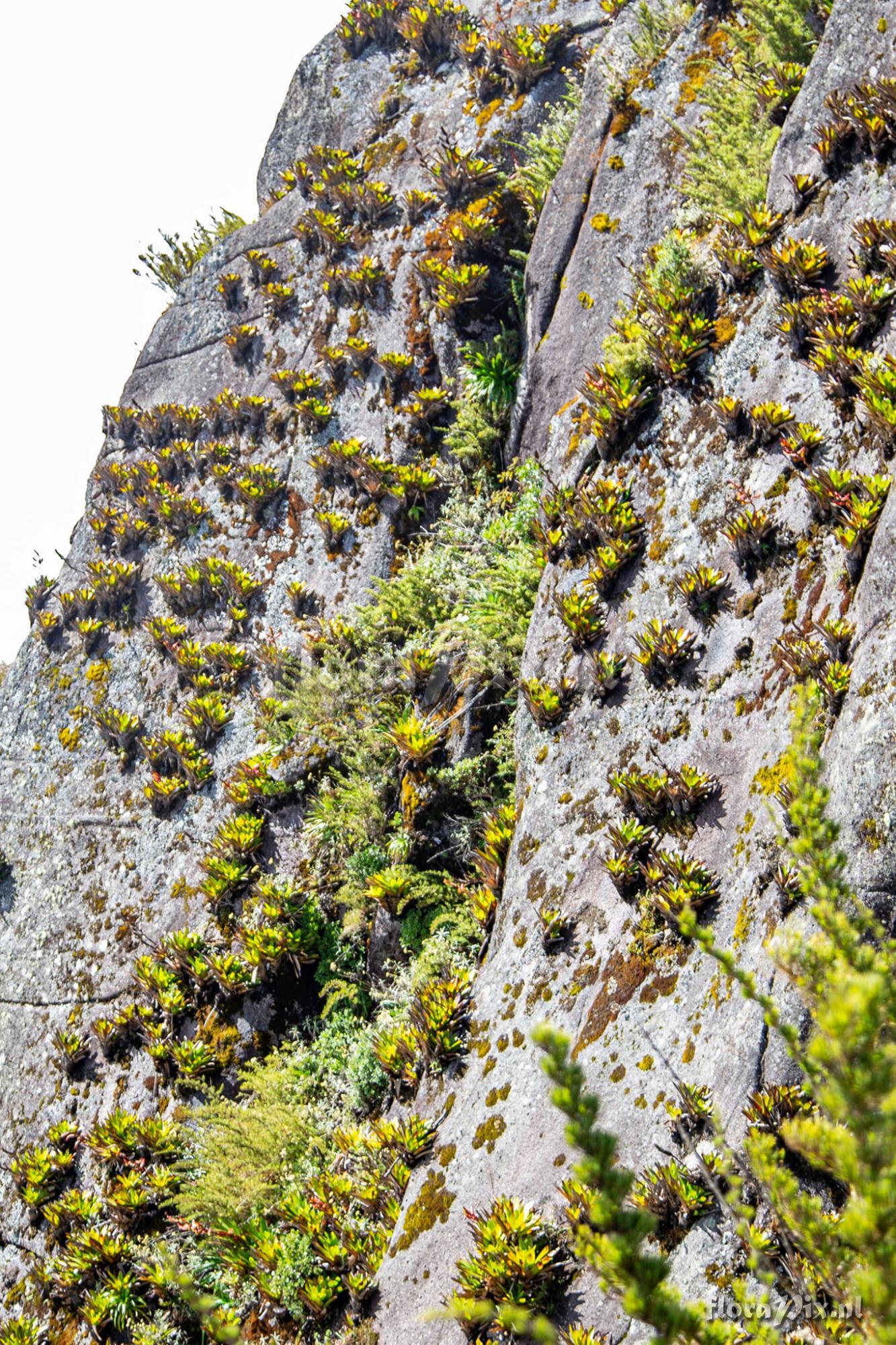 Vriesea vidalii
