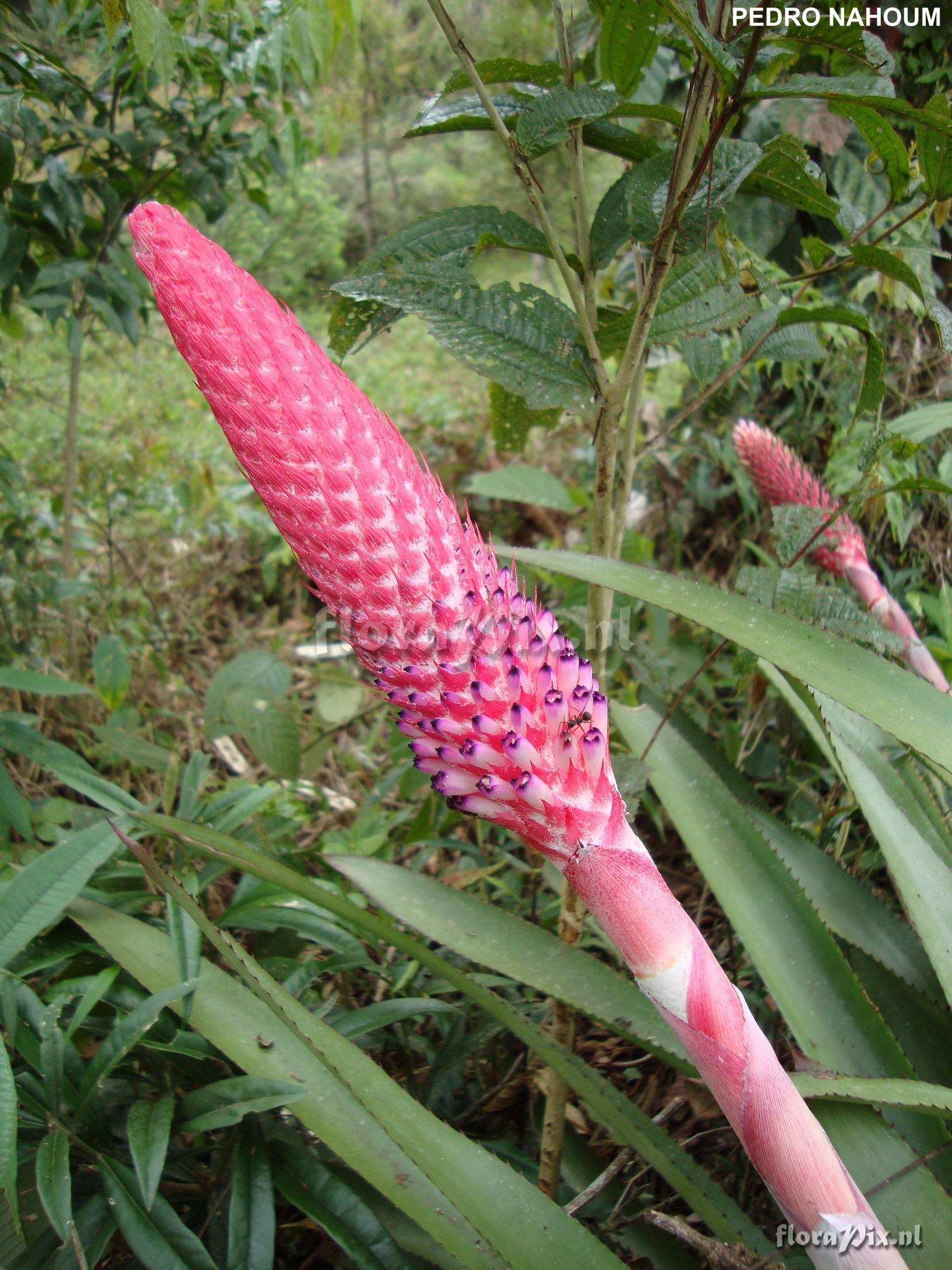 Aechmea vanhoutteana