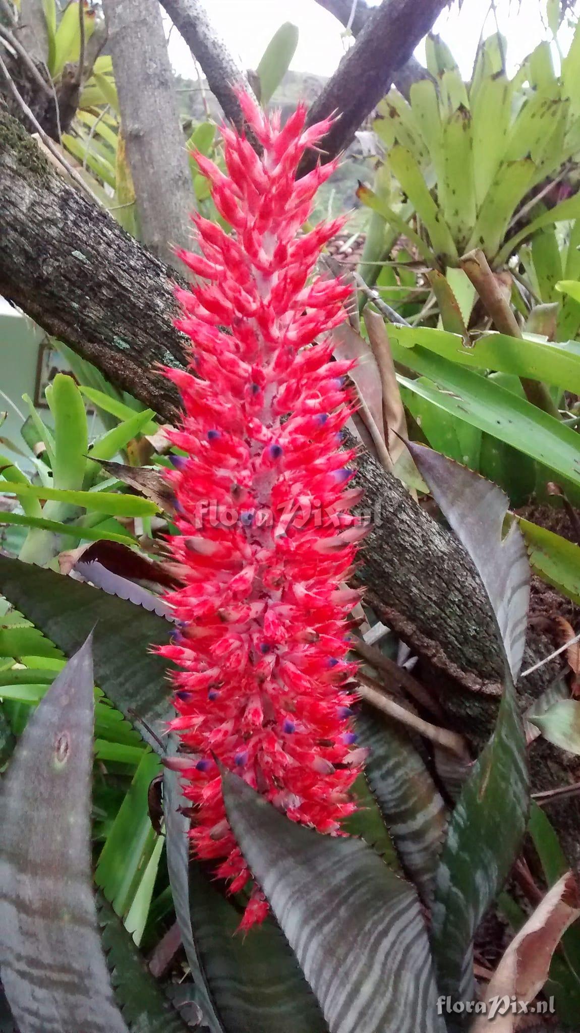 Aechmea phanerophlebia