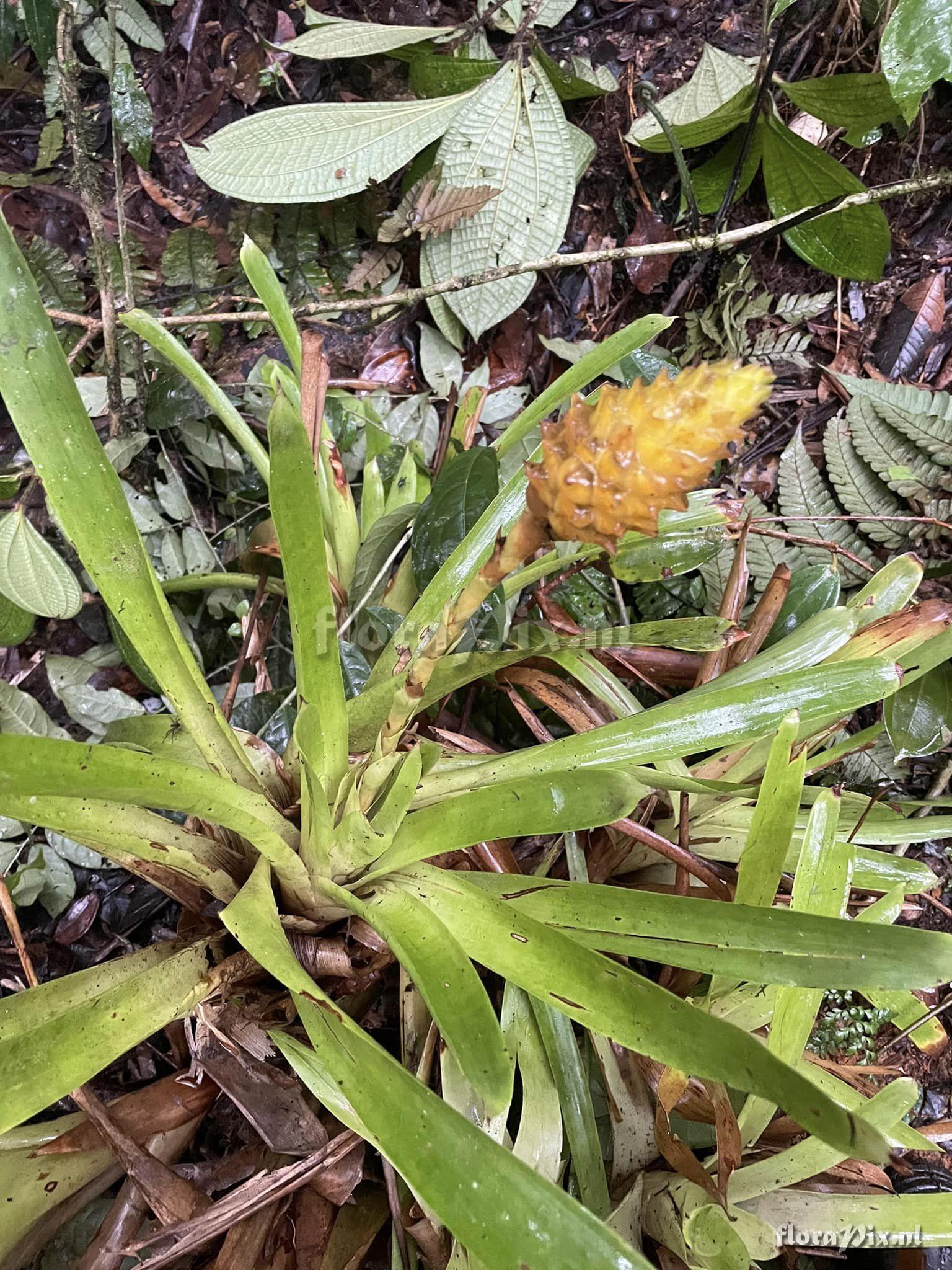 Guzmania teucamae