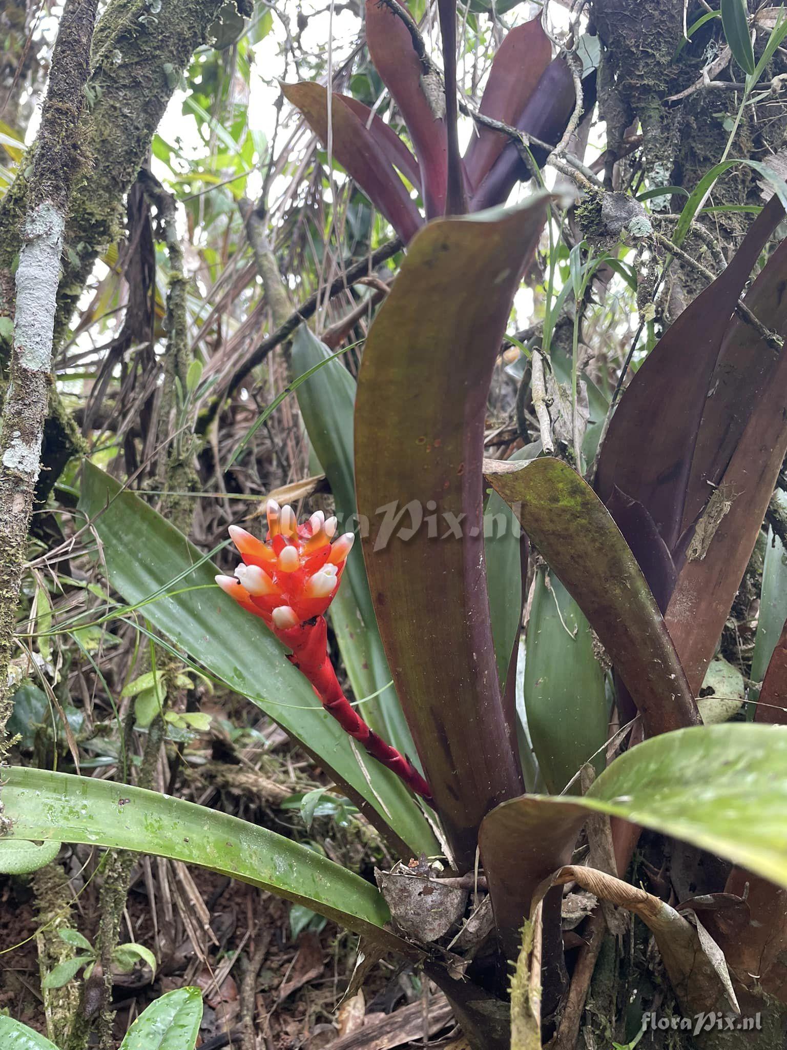 Guzmania musaica var. discolor