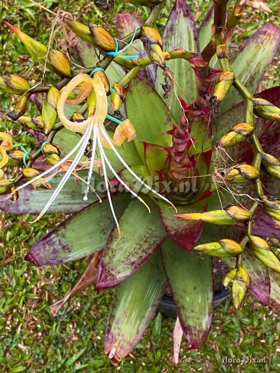 Alcantarea vinicolor