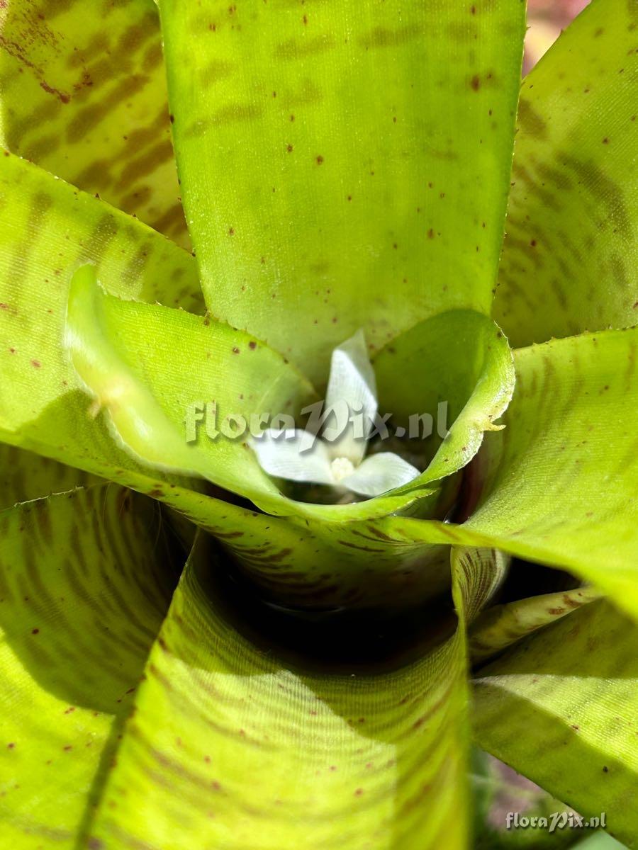 Neoregelia tigrina