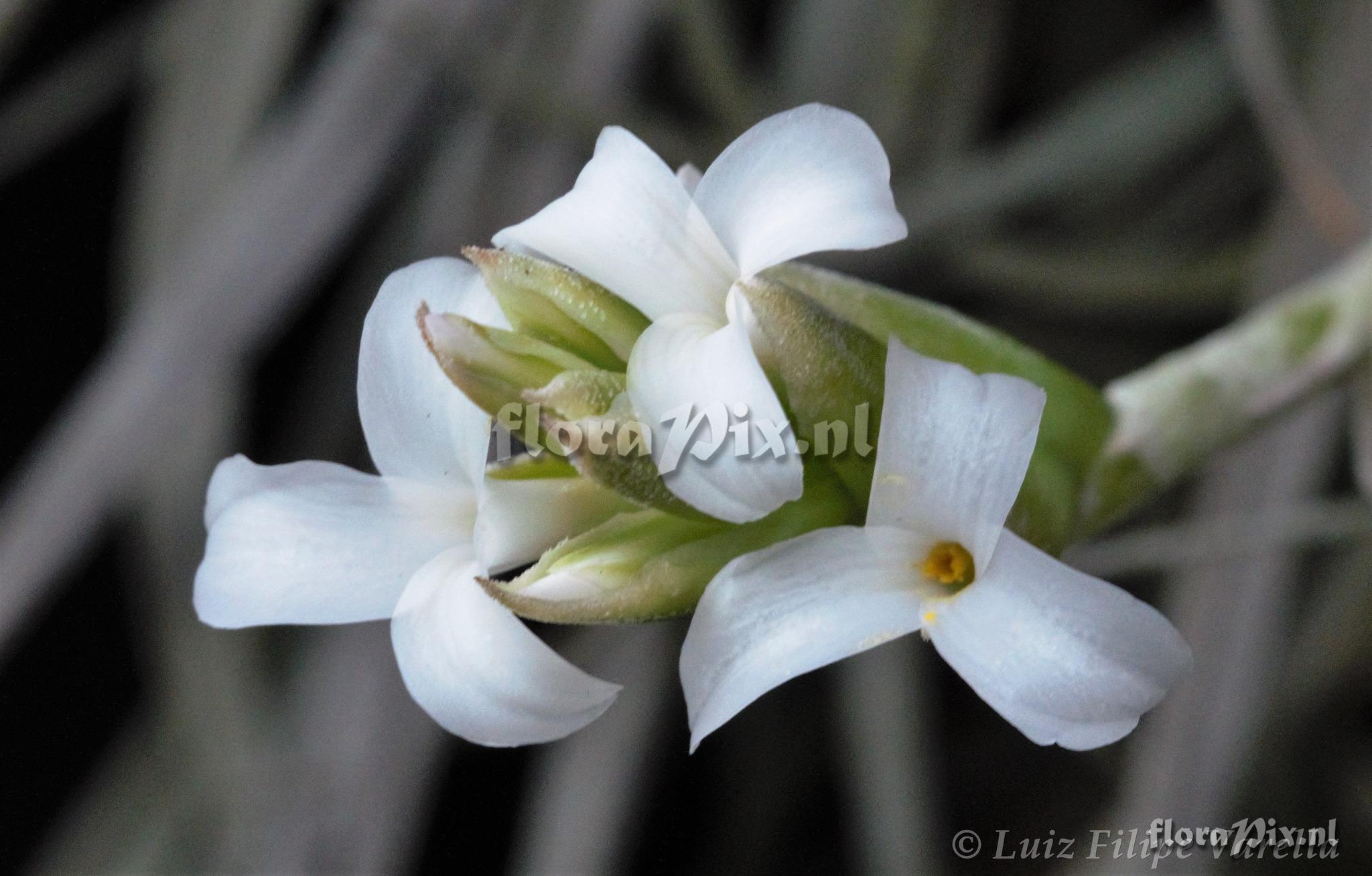 Tillandsia leucopetala