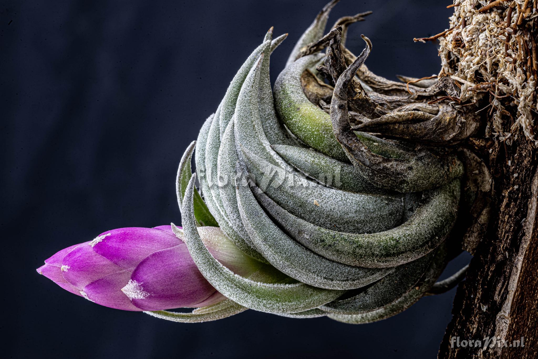 Tillandsia carminea