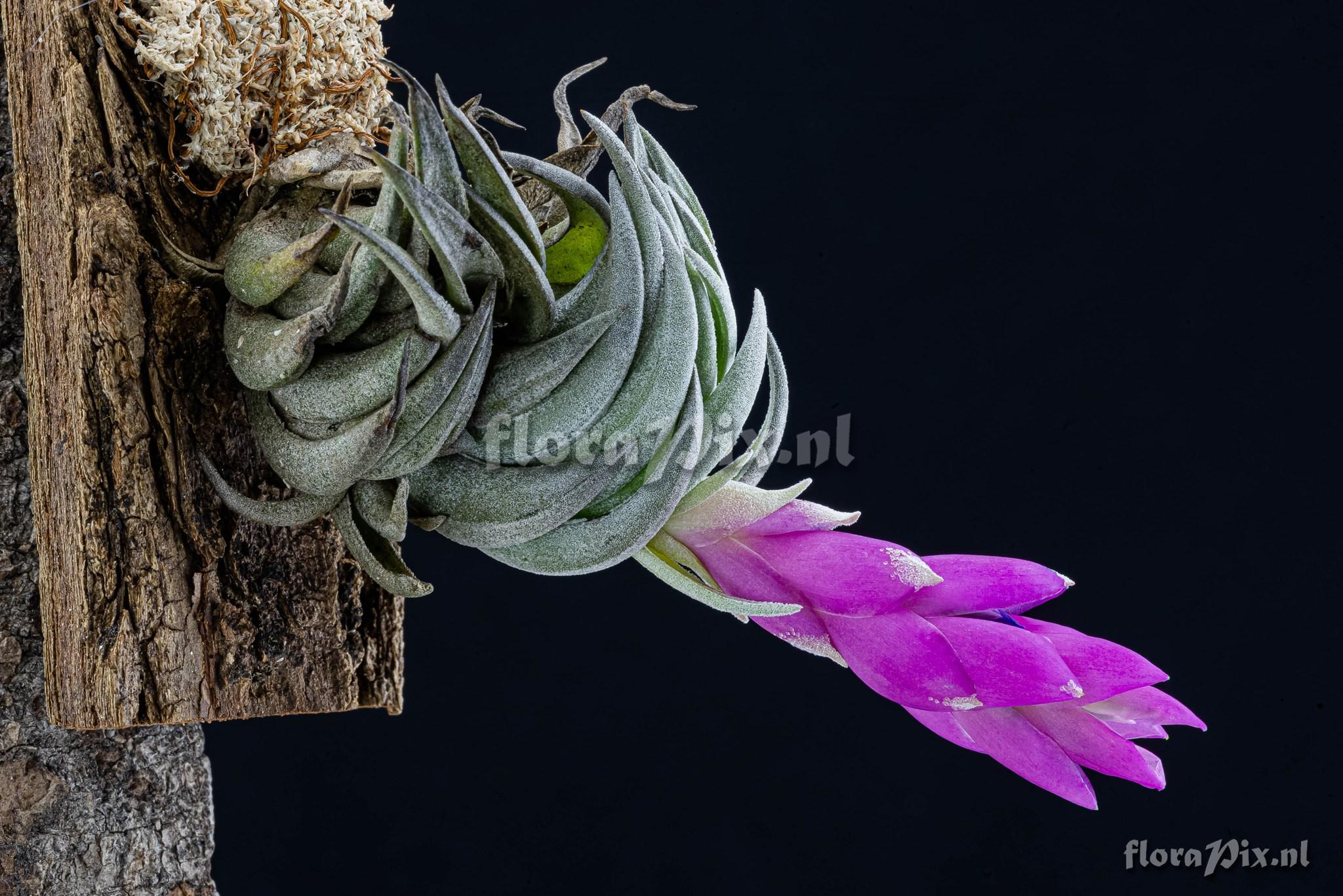 Tillandsia carminea