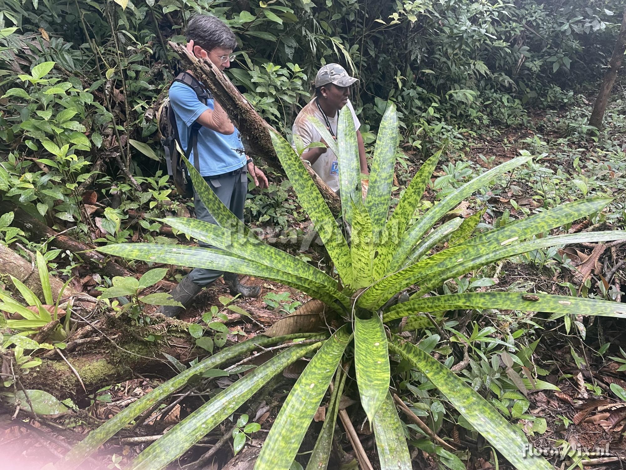 Werauhia kupperiana