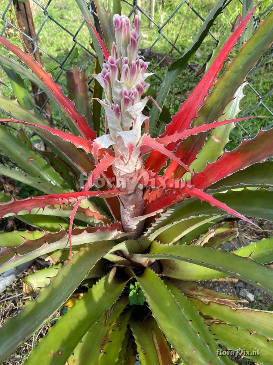 Bromelia pinguin