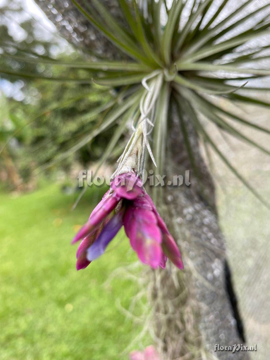 Tillandsia floribunda