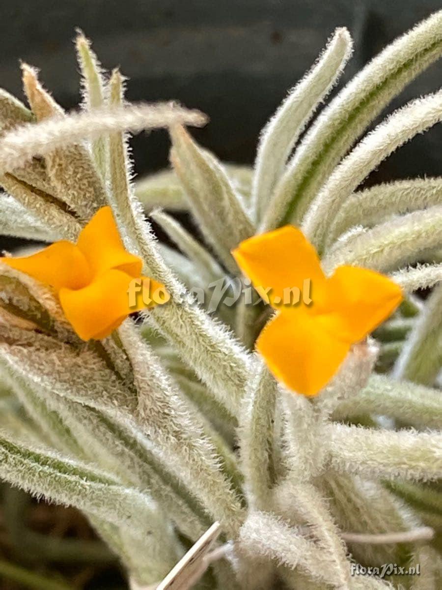 Tillandsia crocata