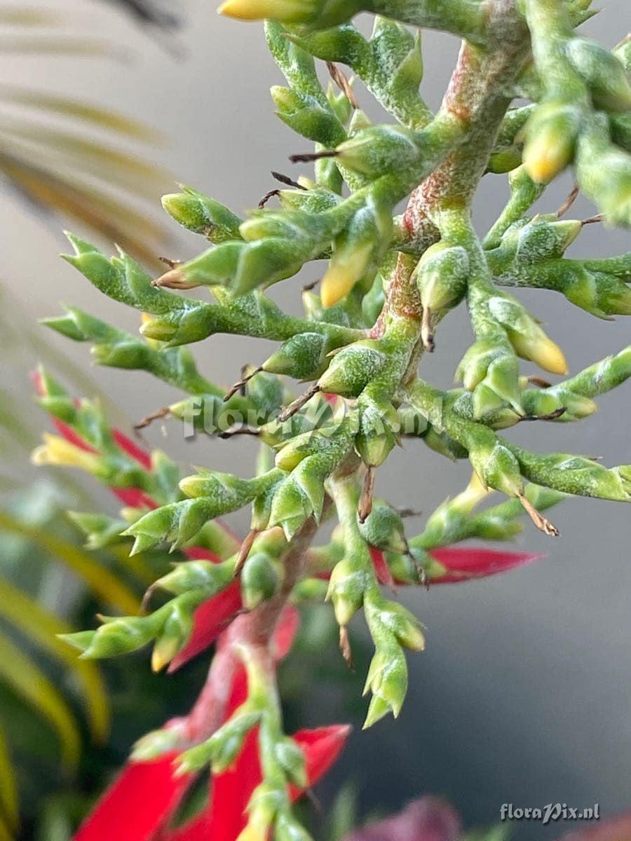 Aechmea bracteata