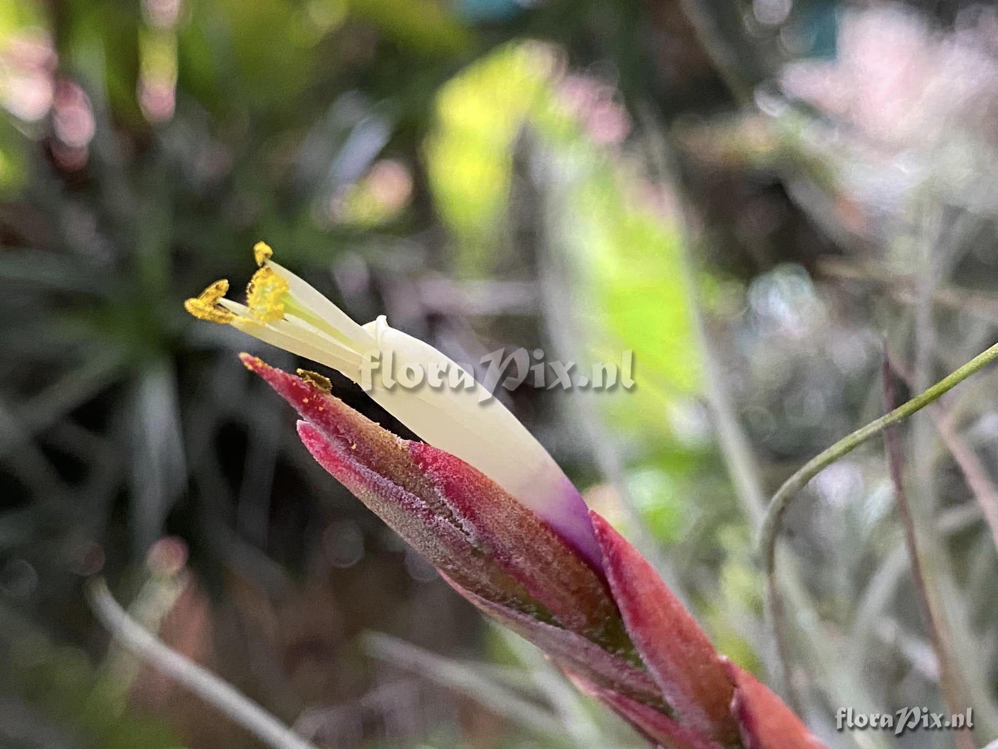 Tillandsia flavoviolacea