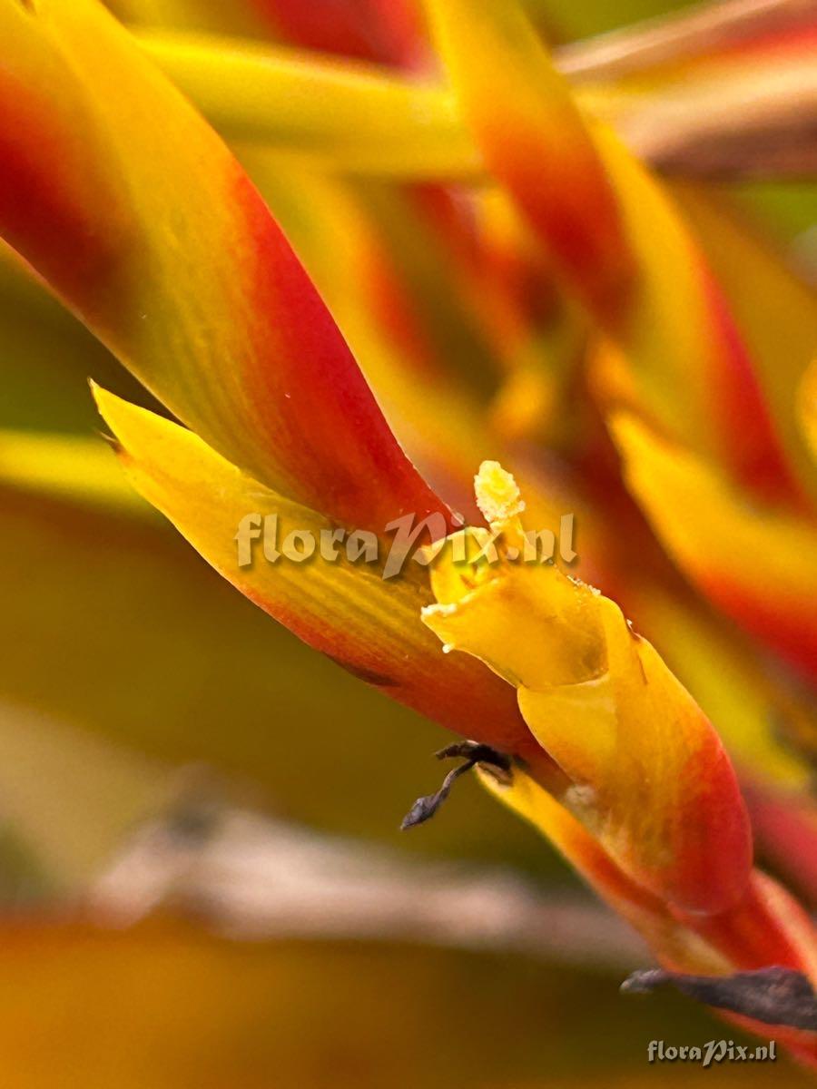 Aechmea blanchetiana