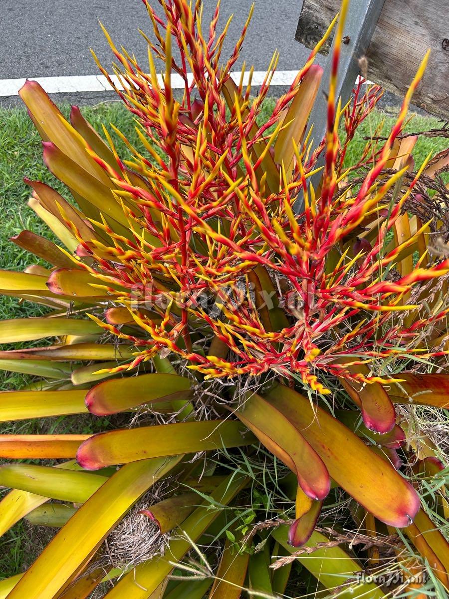 Aechmea blanchetiana