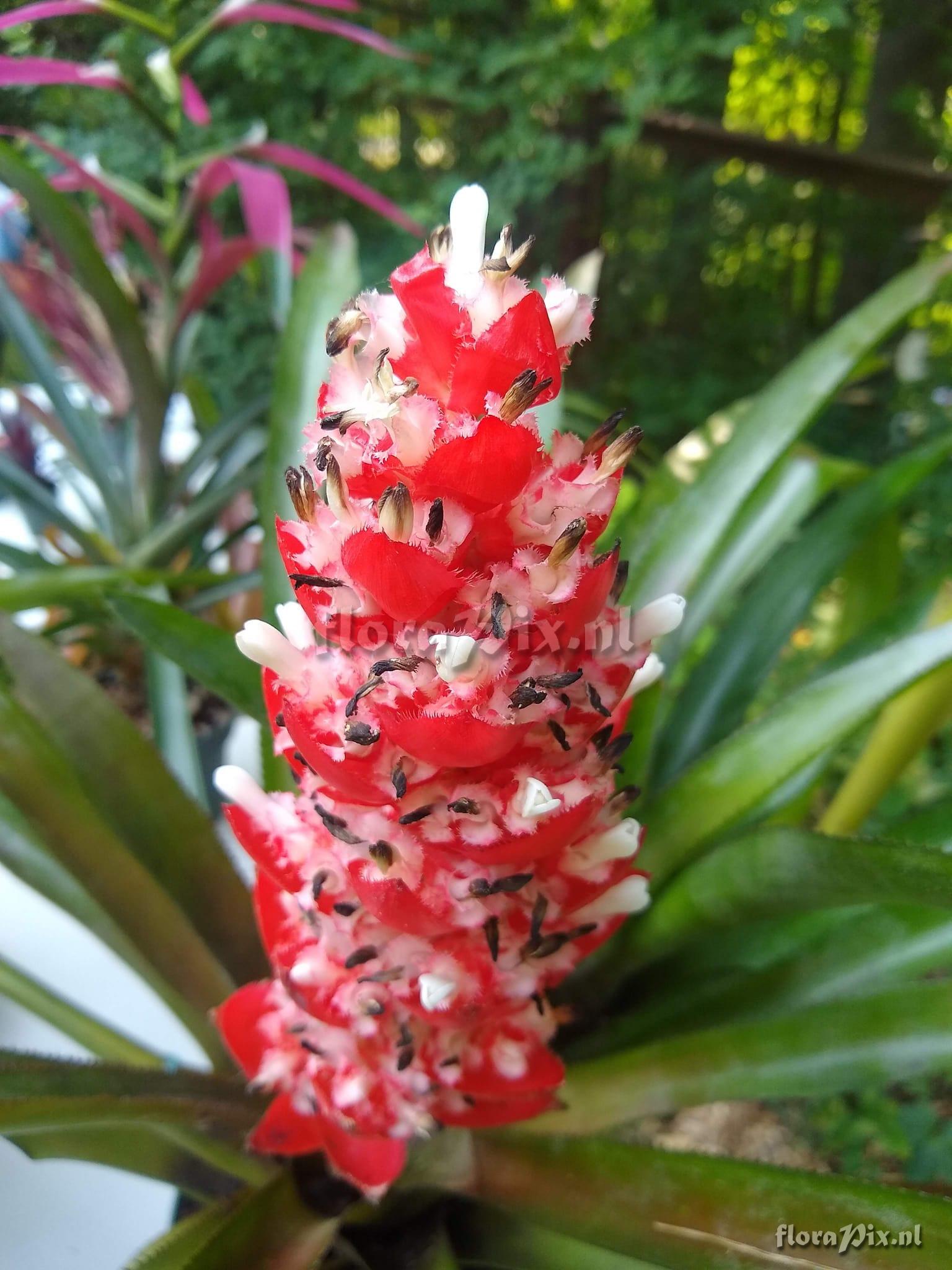 Aechmea hoppii