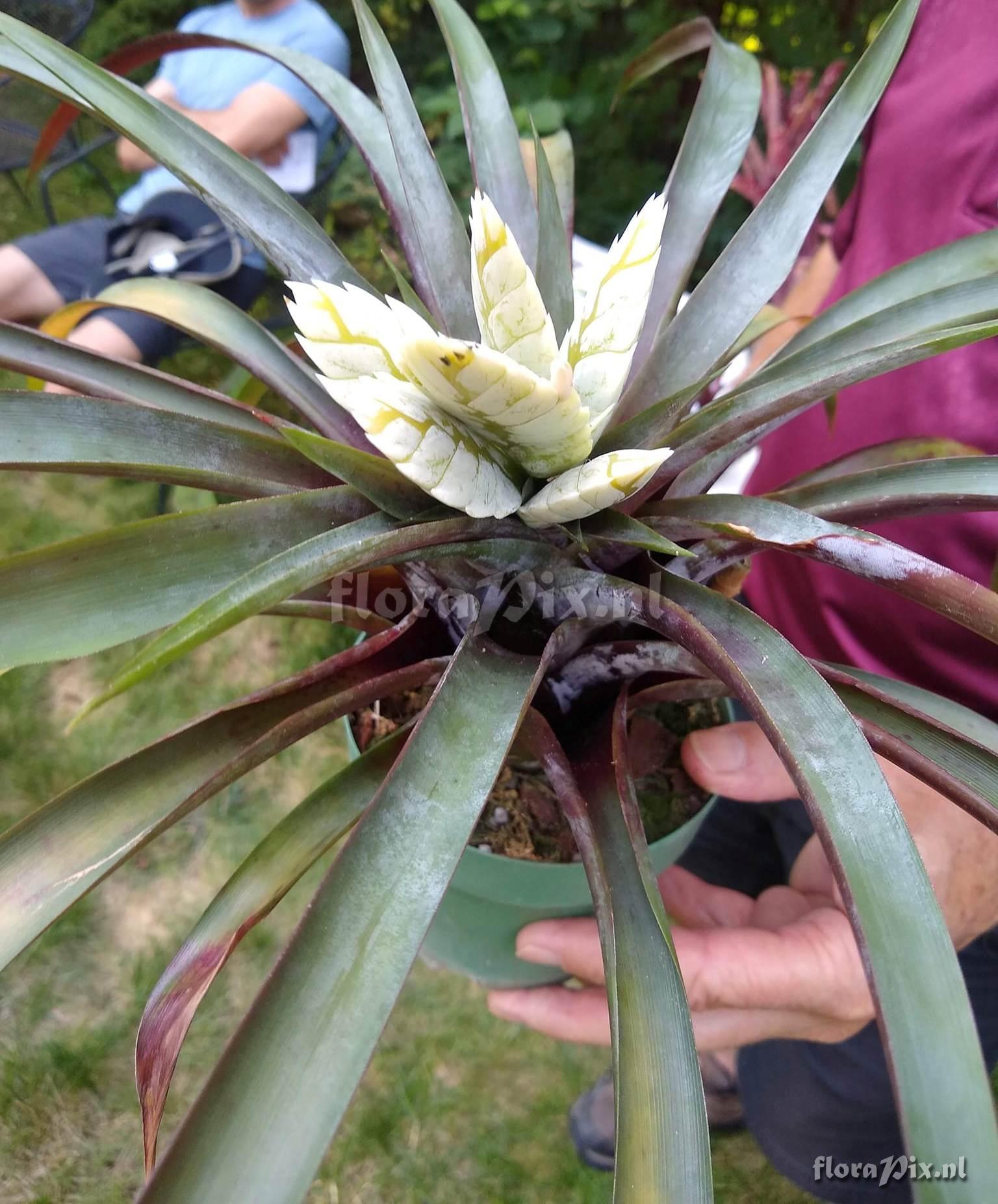 Tillandsia raackii