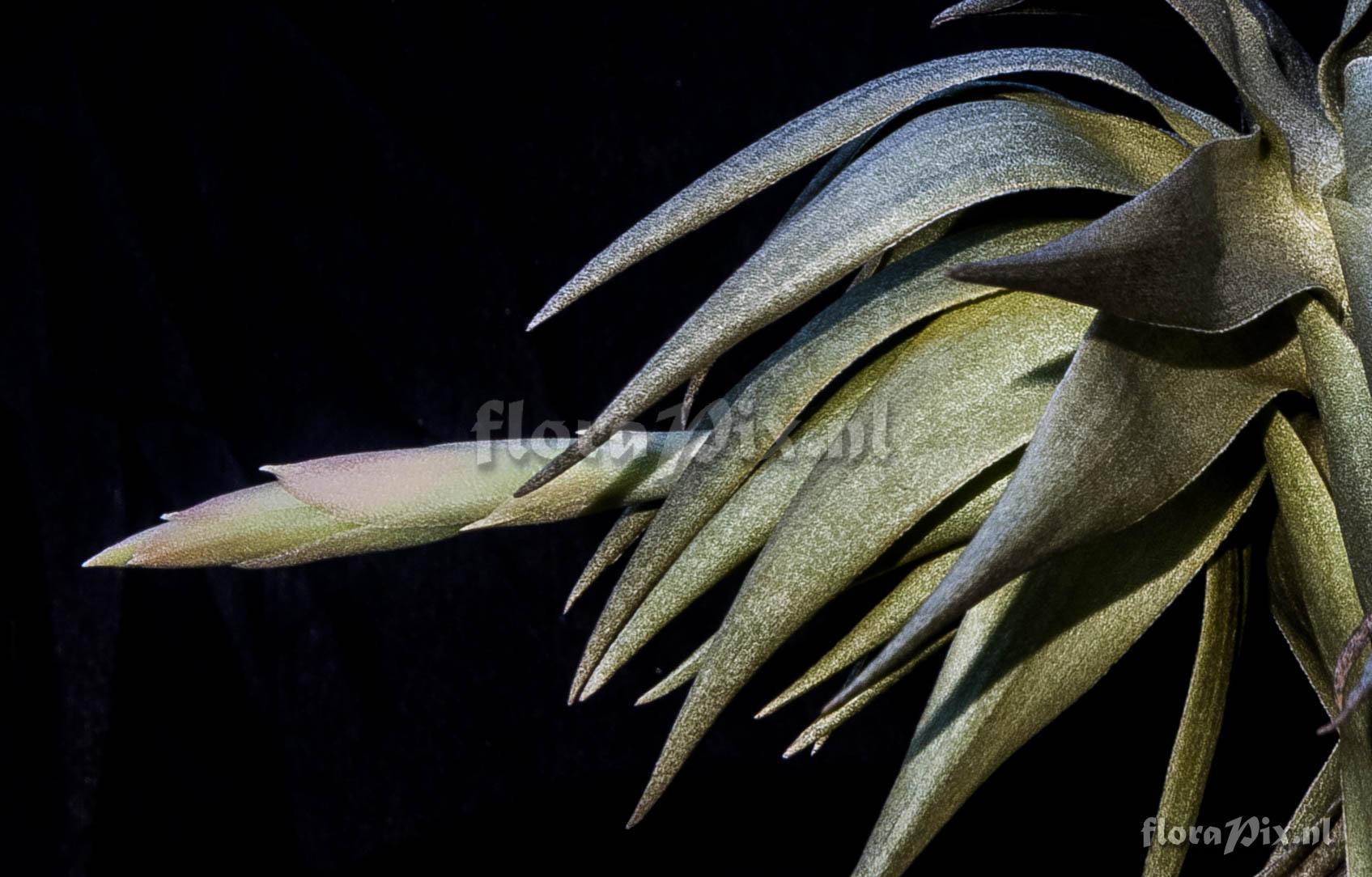 Tillandsia grazielae