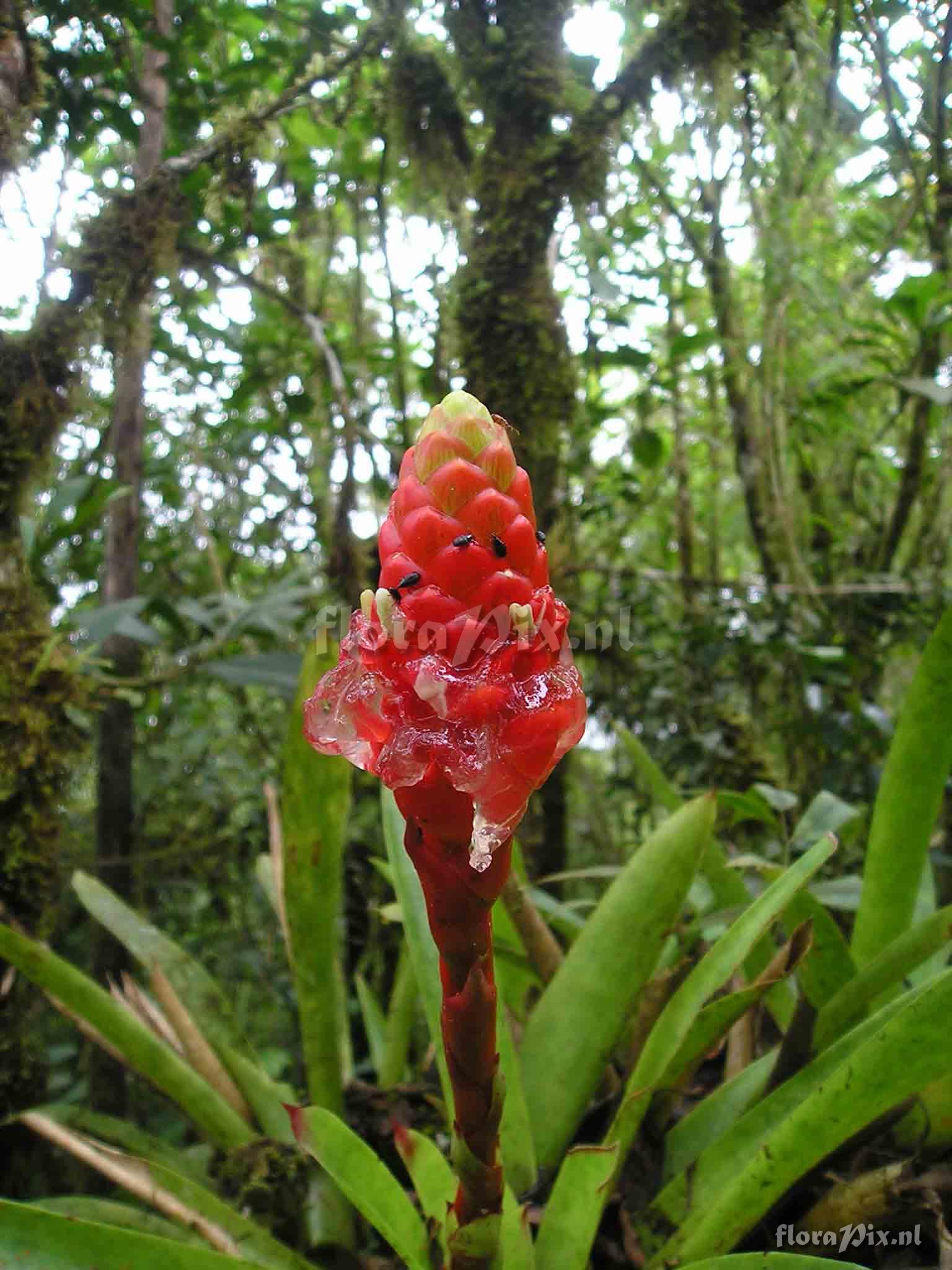 Guzmania elvallensis