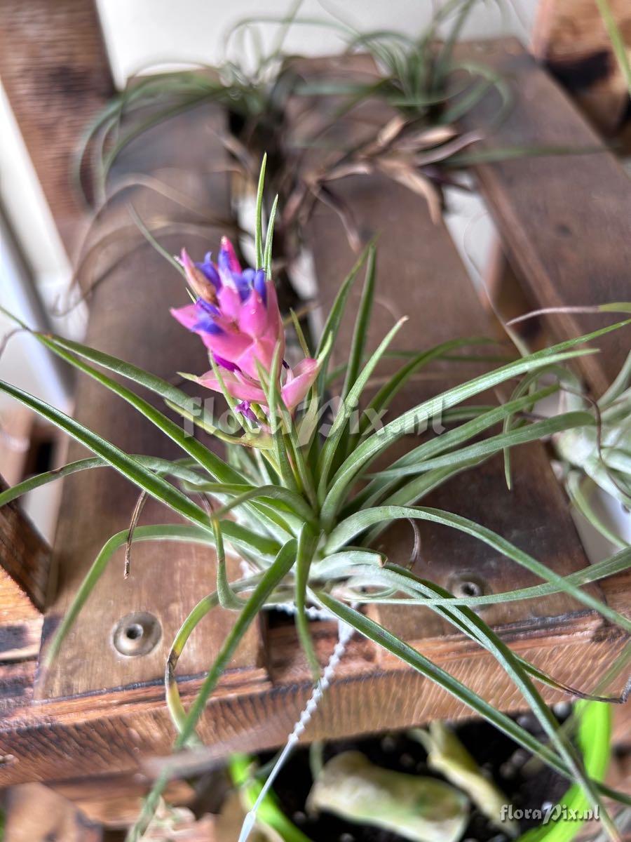 Tillandsia stricta