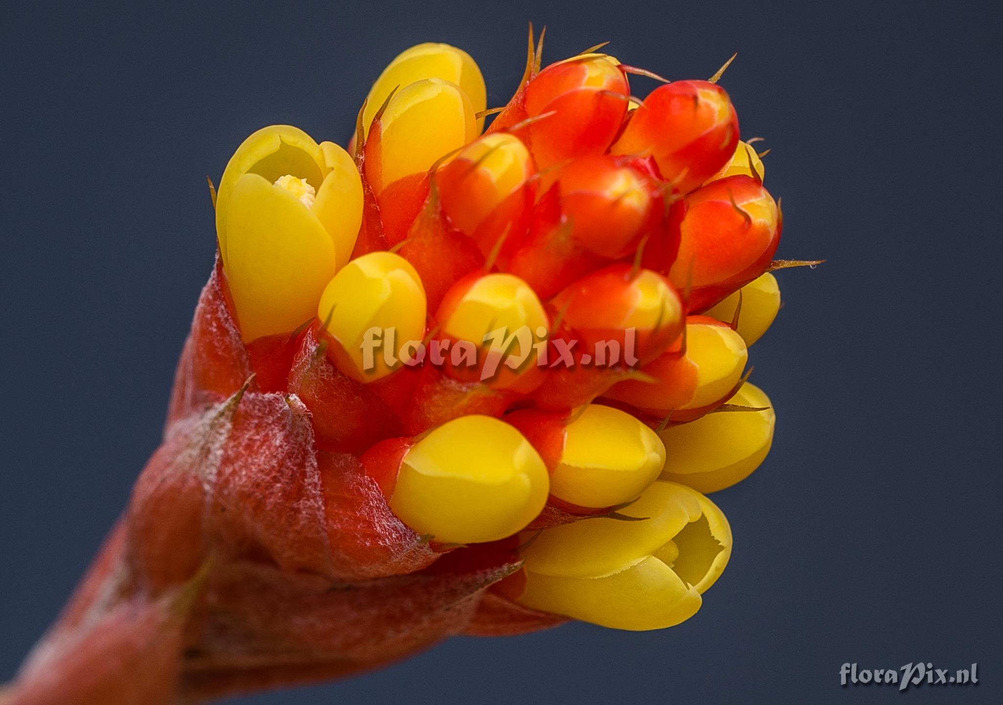 Aechmea kleinii