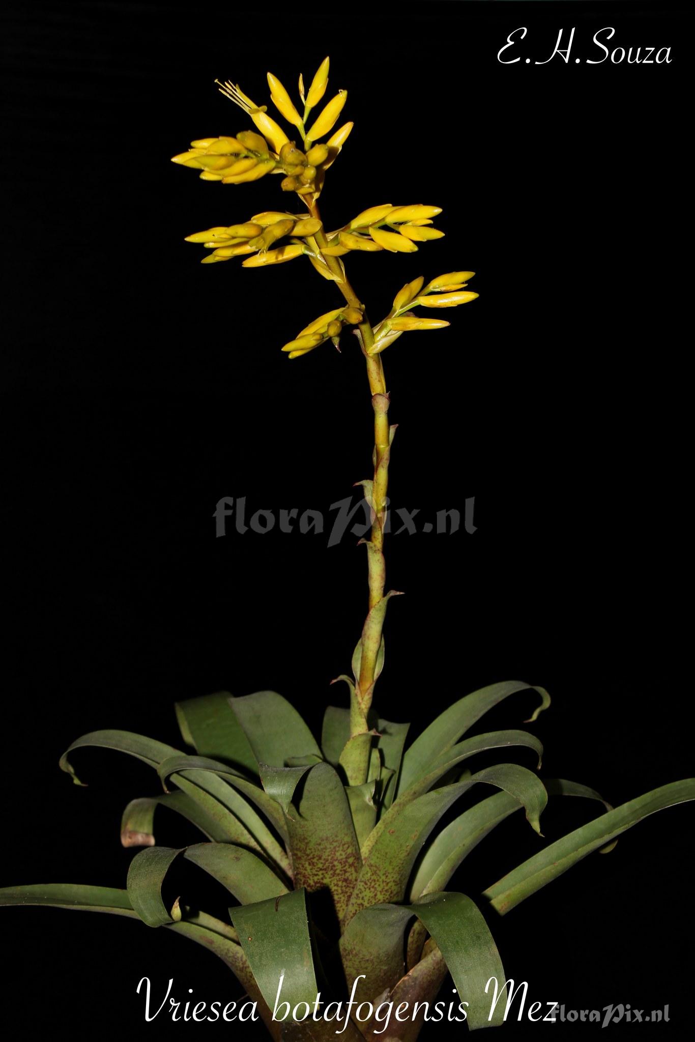 Vriesea botafogensis