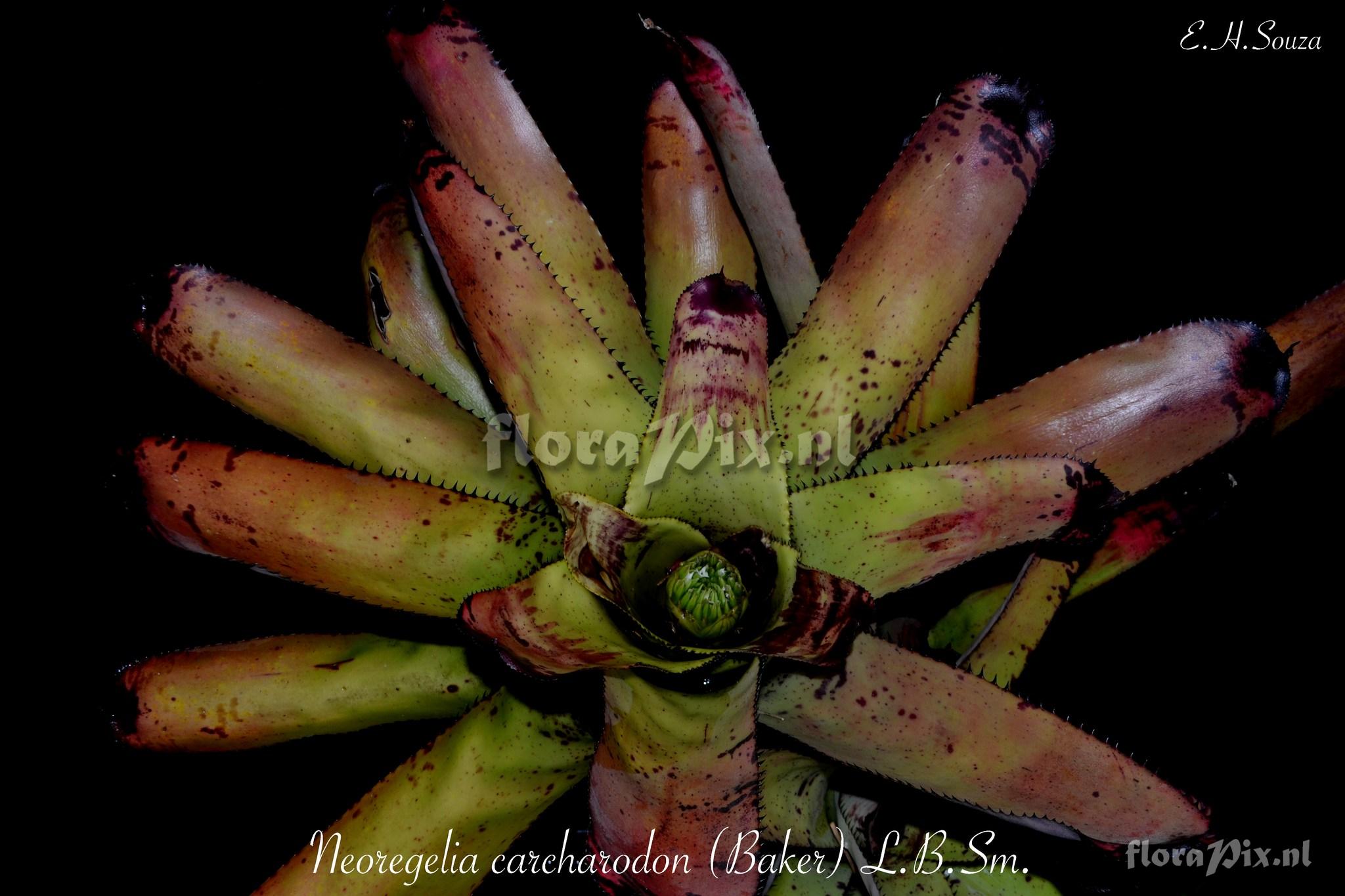 Neoregelia carcharodon