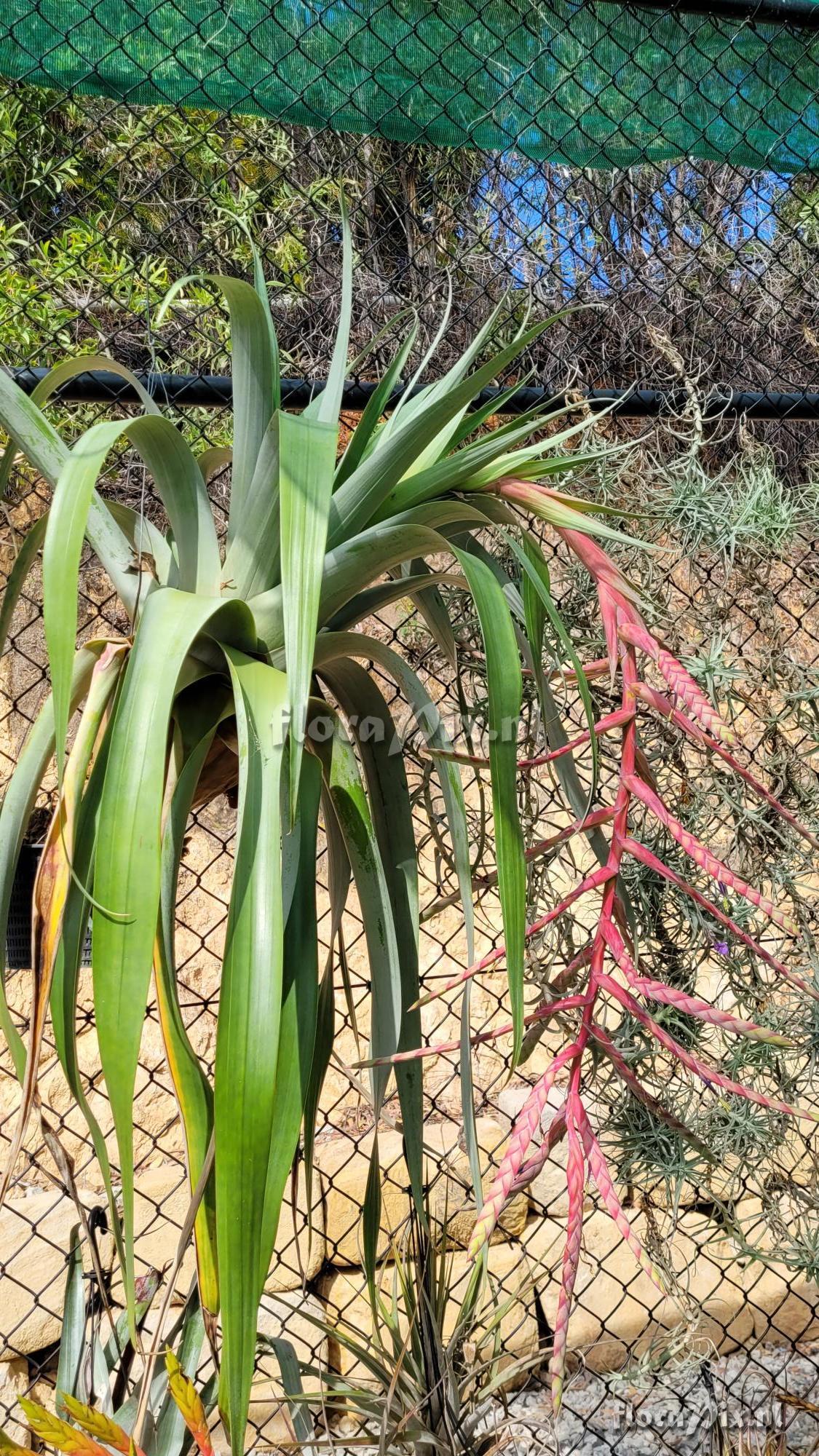 Tillandsia yutaninoensis