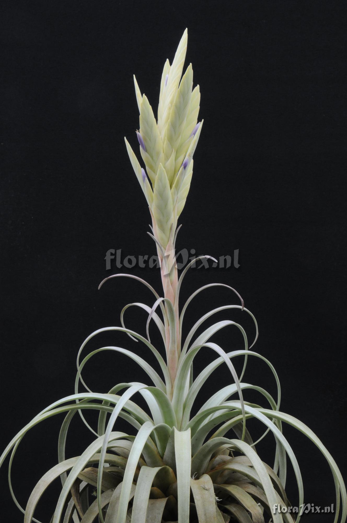 Tillandsia zacapanensis