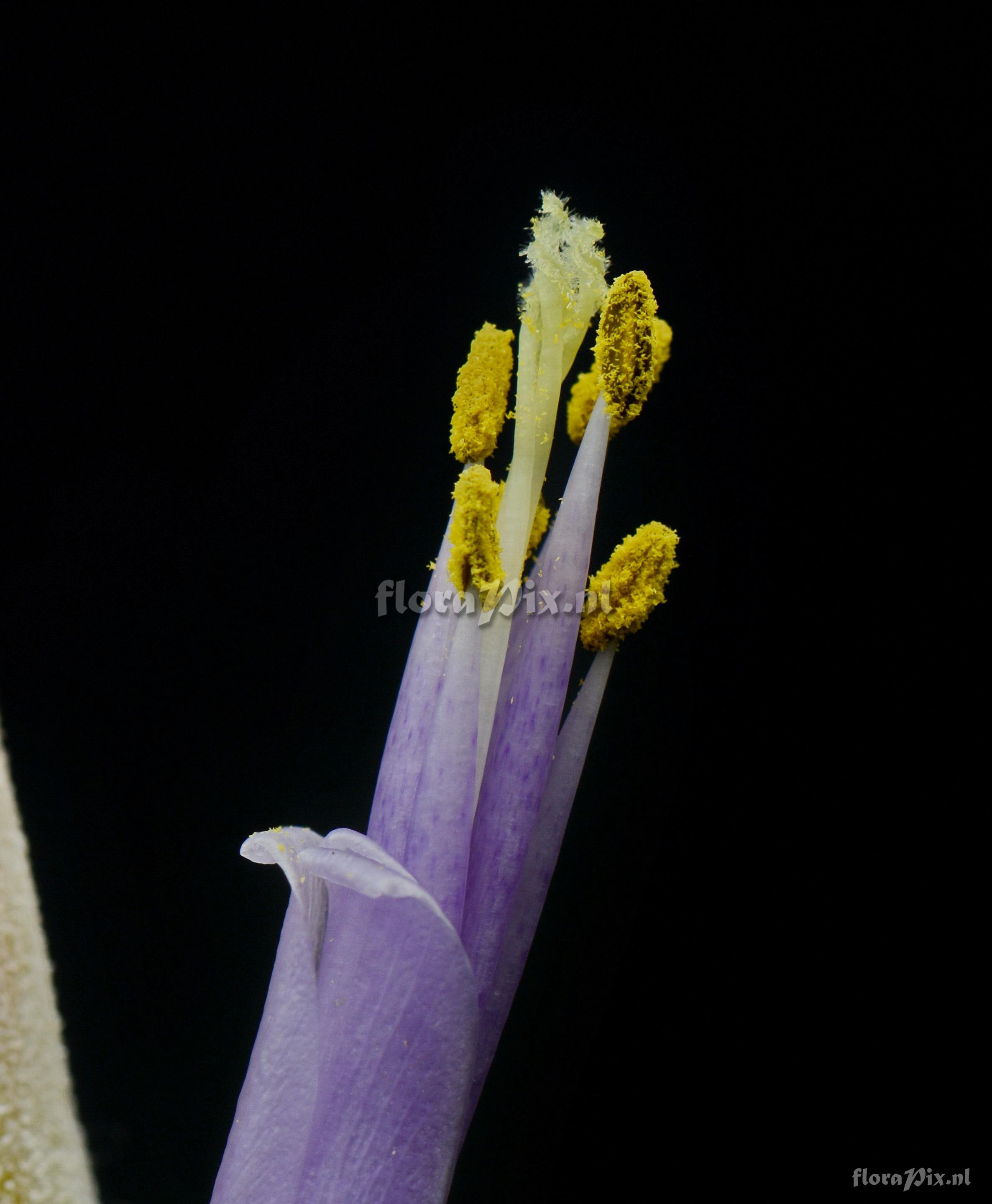 Tillandsia zacapanensis