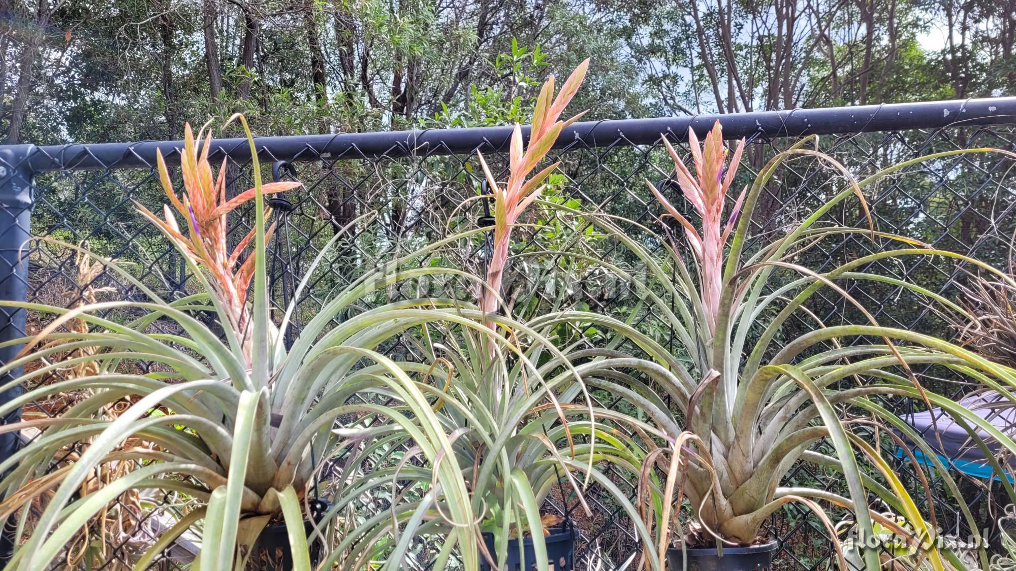 Tillandsia porvenirensis