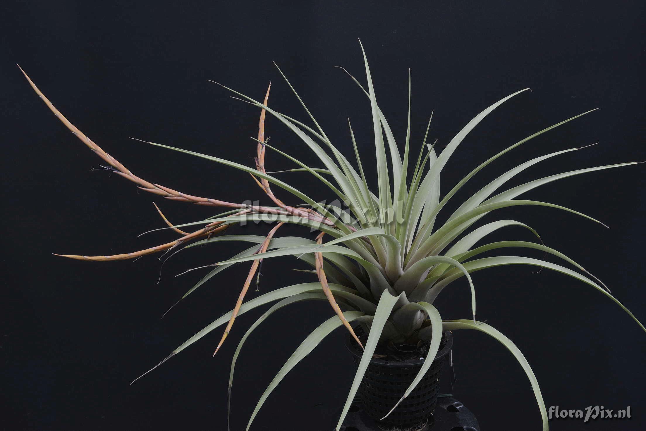 Tillandsia werneriana