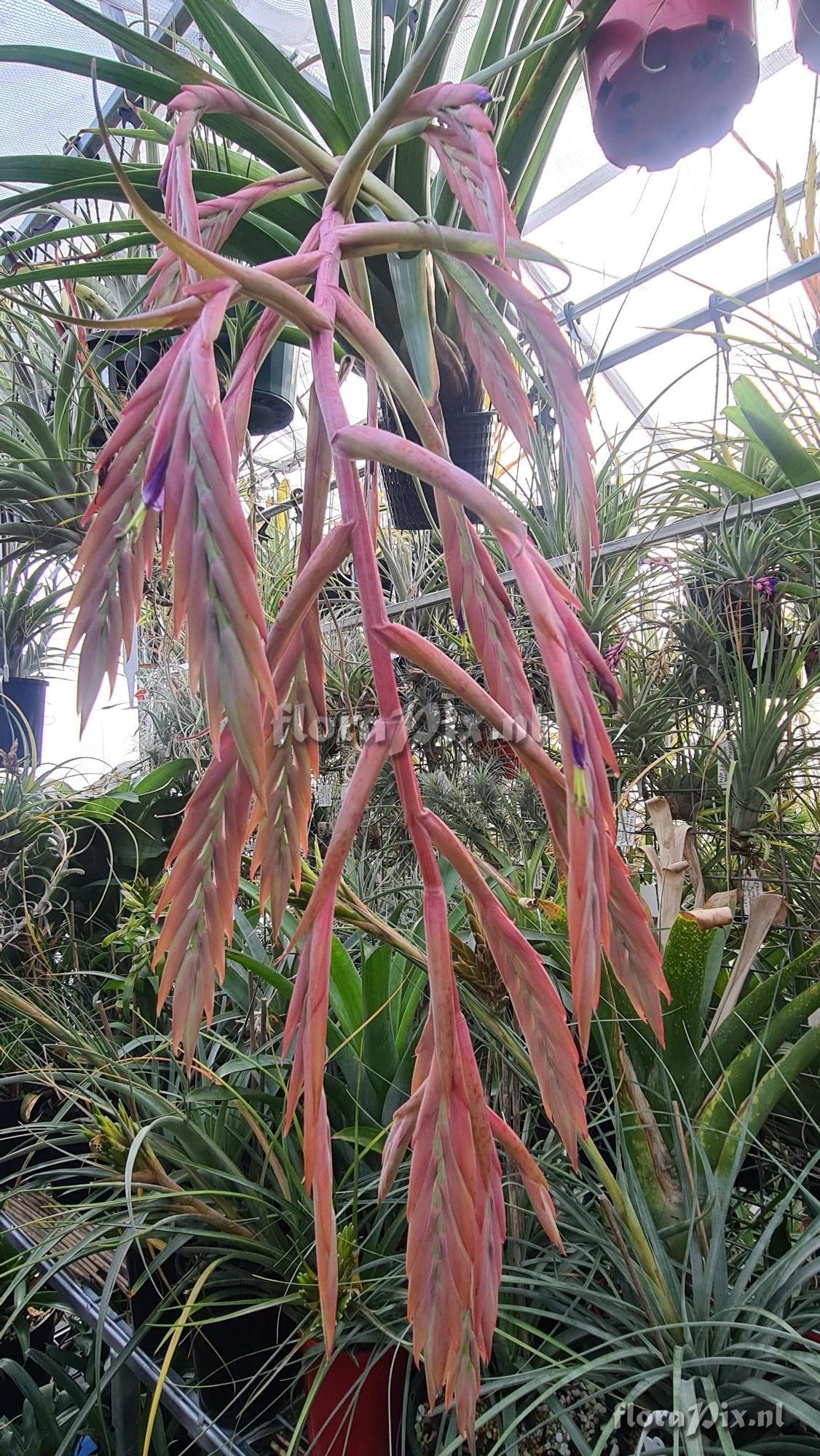 Tillandsia zaragozaensis