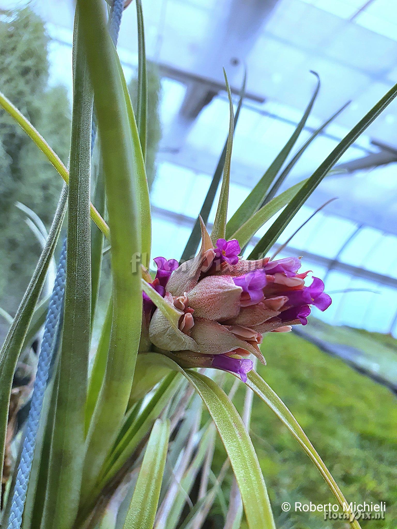 Tillandsia sphaerocephala