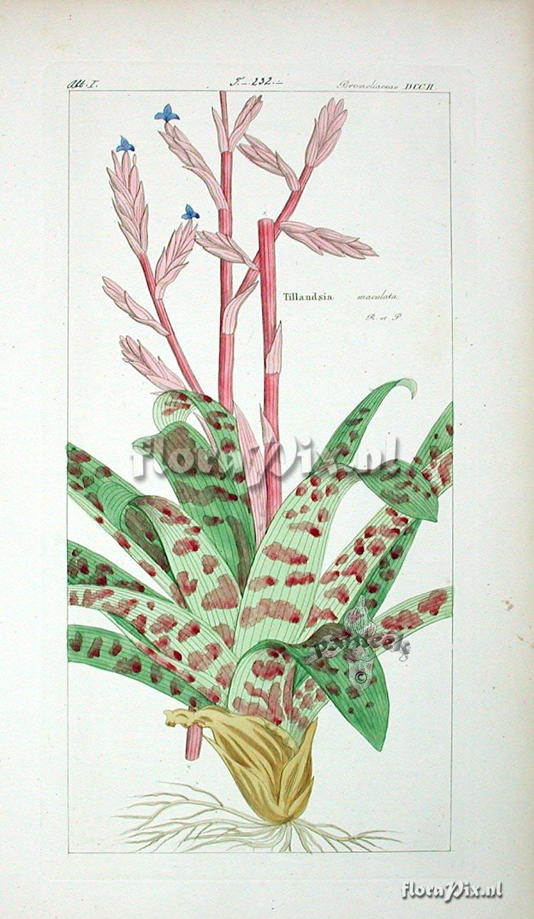 Tillandsia sp