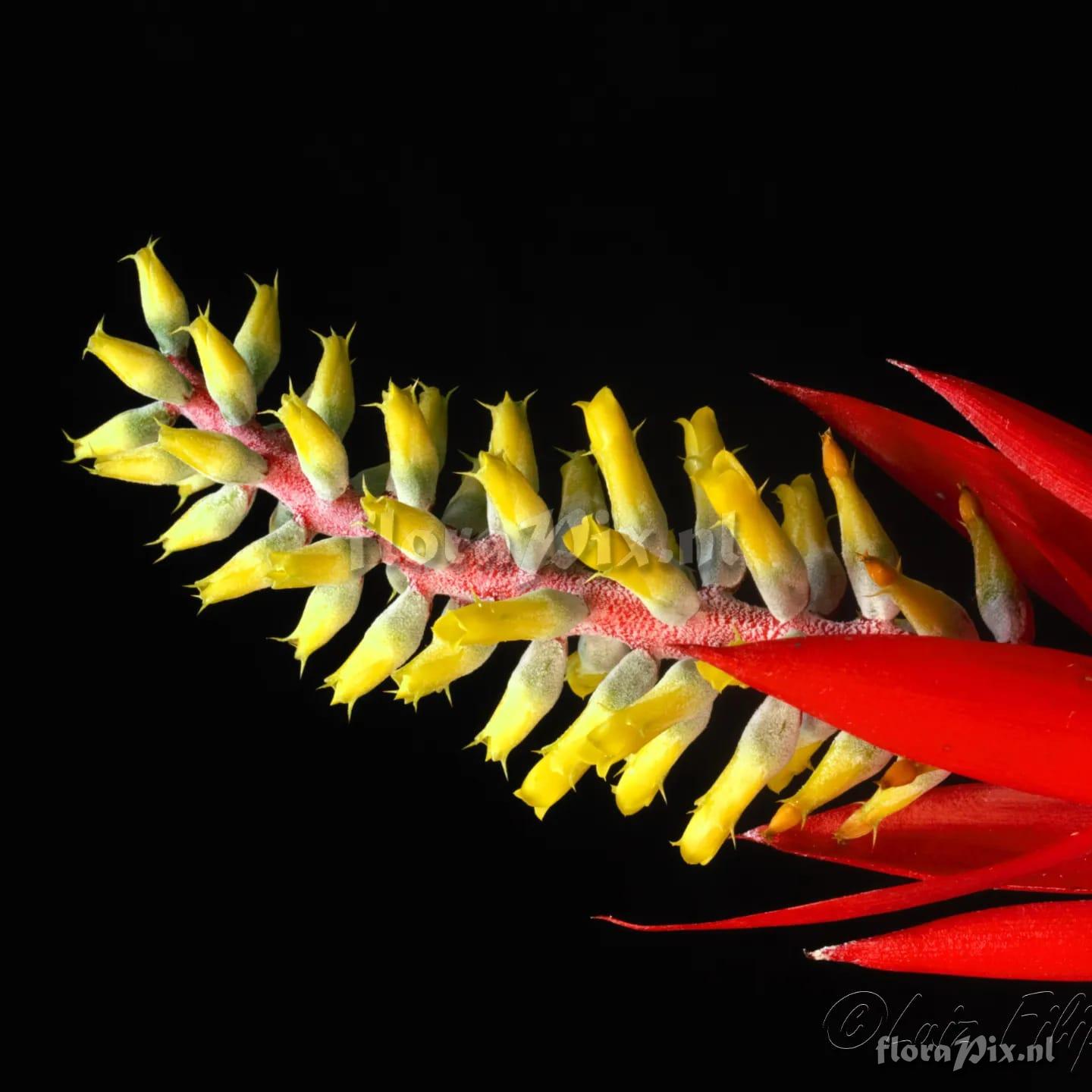 Aechmea nudicaulis var. nudicaulis