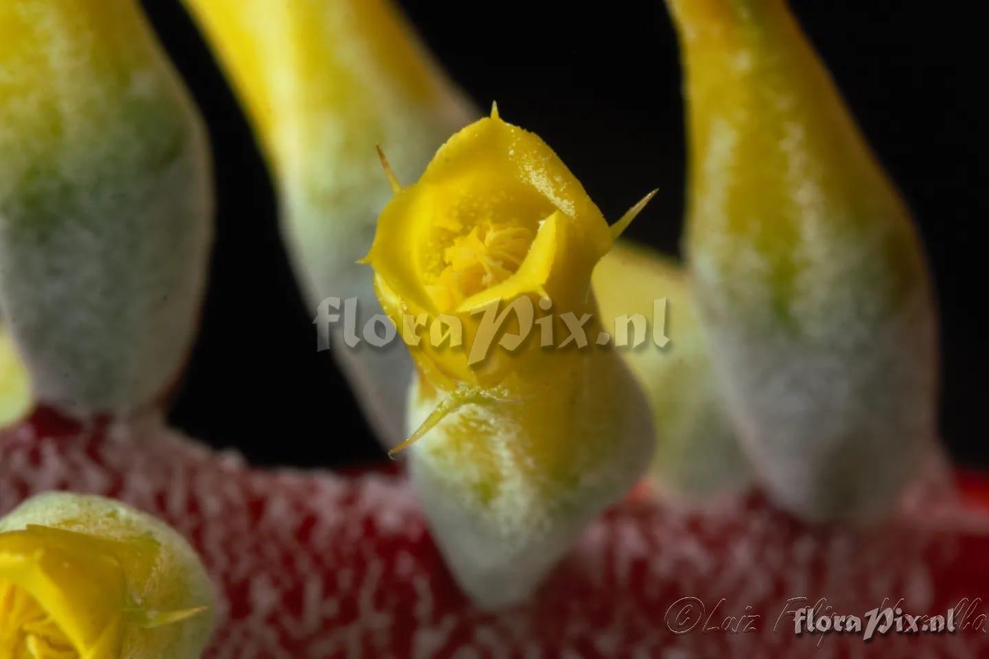 Aechmea nudicaulis var. nudicaulis